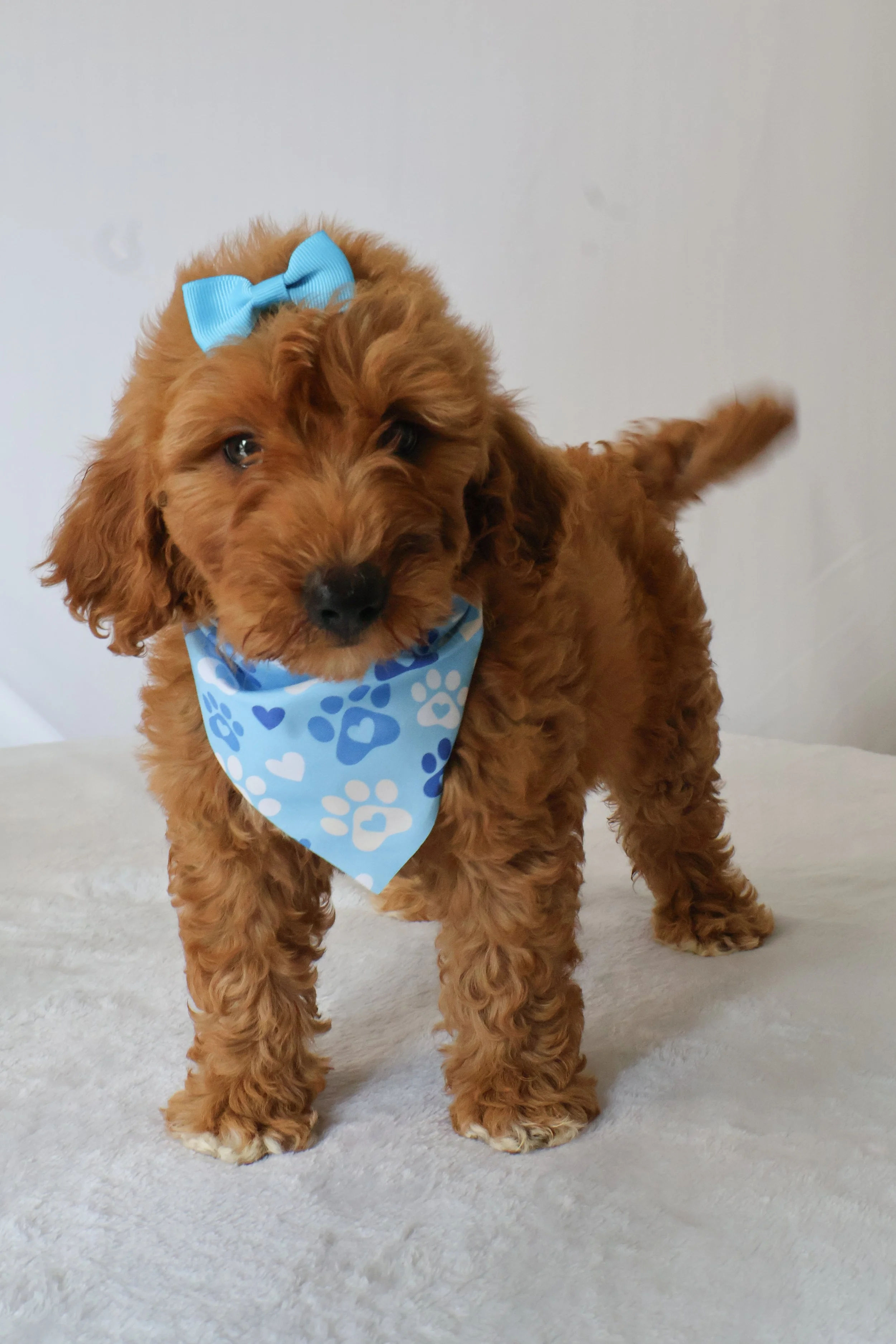 Gracie - Female F1B Medium Goldendoodle
