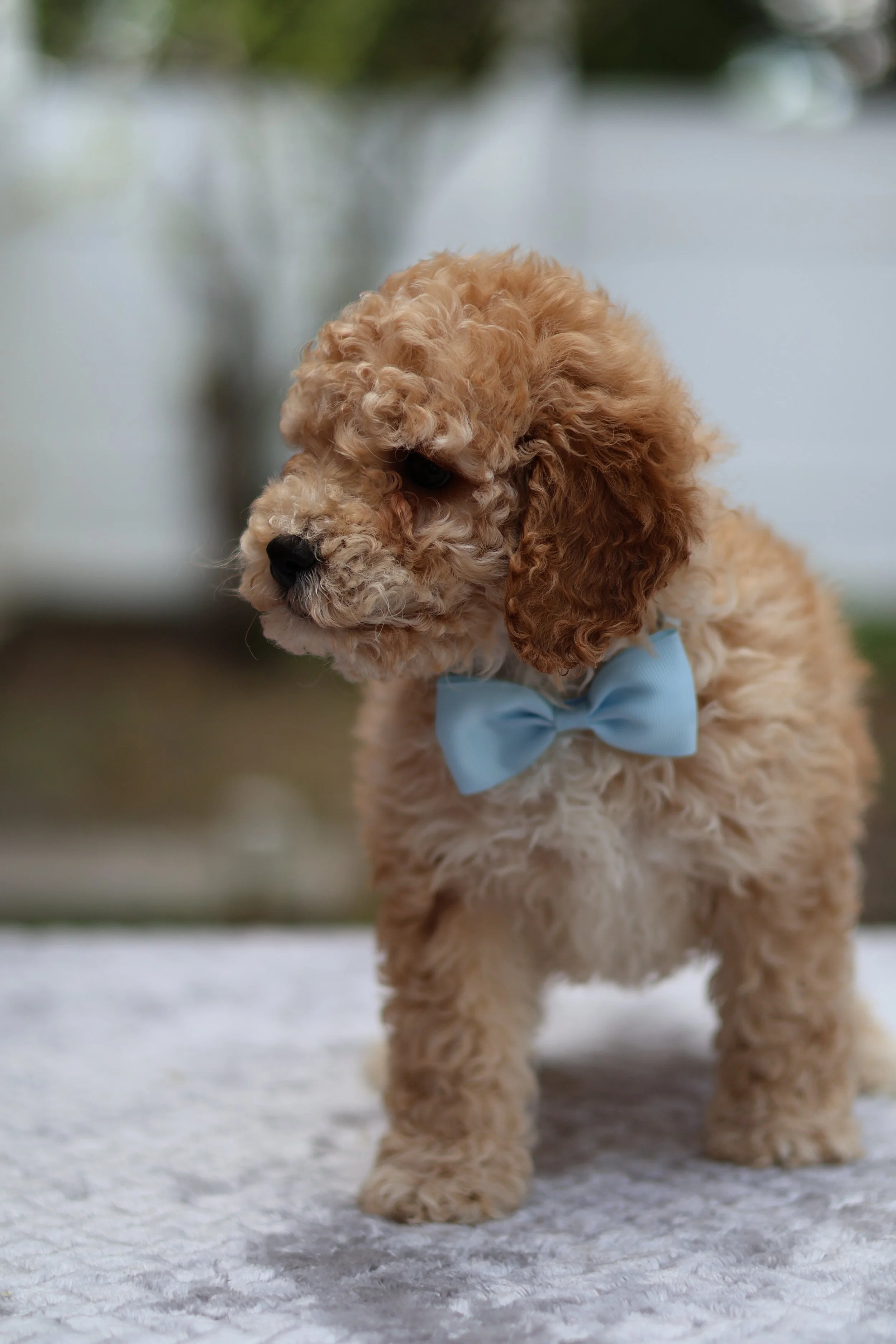 IMG_4535.jpeg (Copy) (Copy) (Copy)