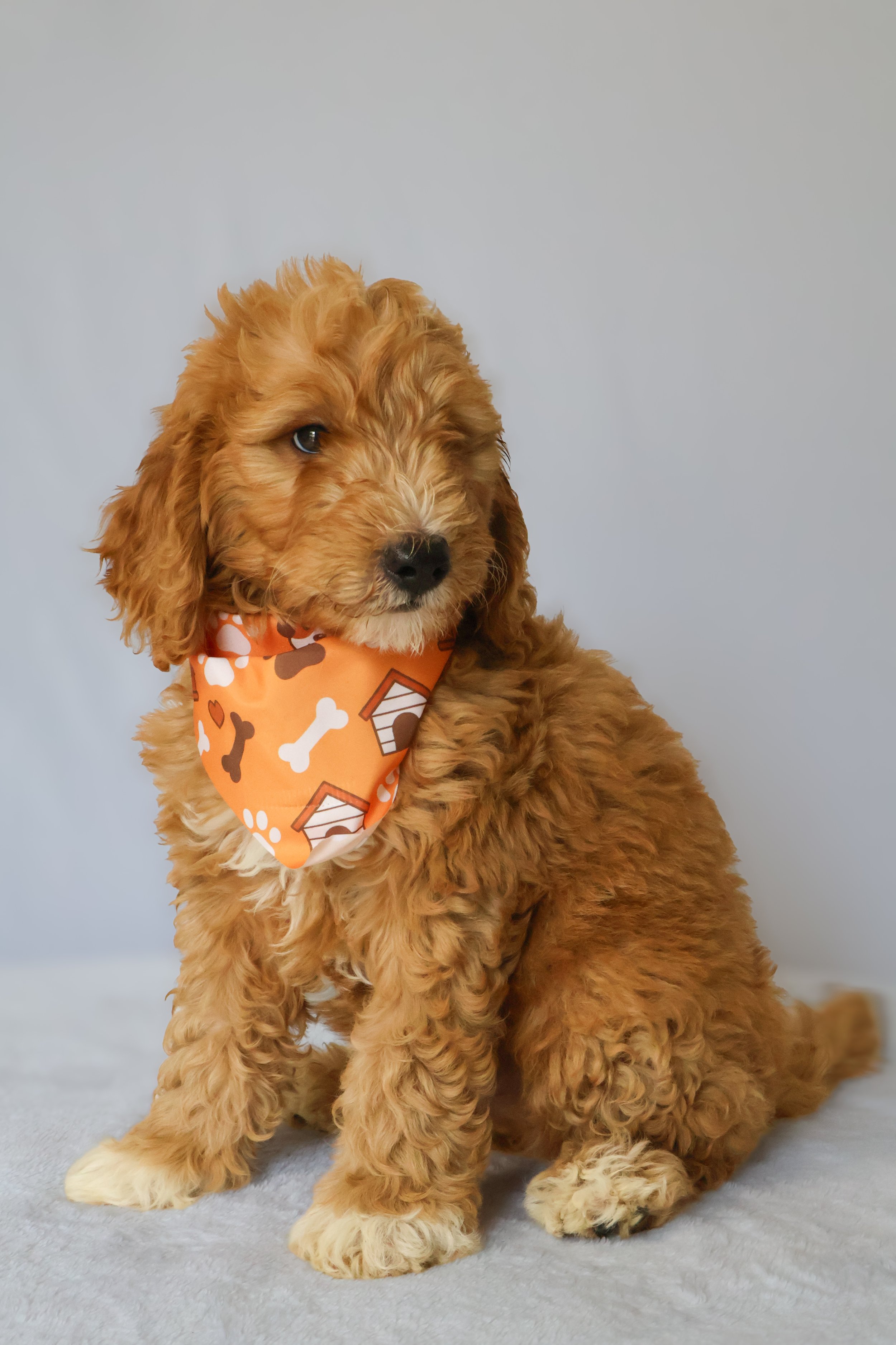 Zeus - Male F1B Goldendoodle (Medium)