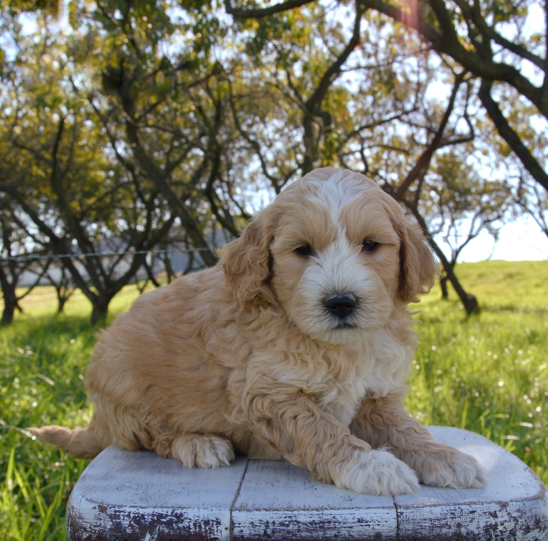 Theo F1BB Standard Goldendoodle (M)