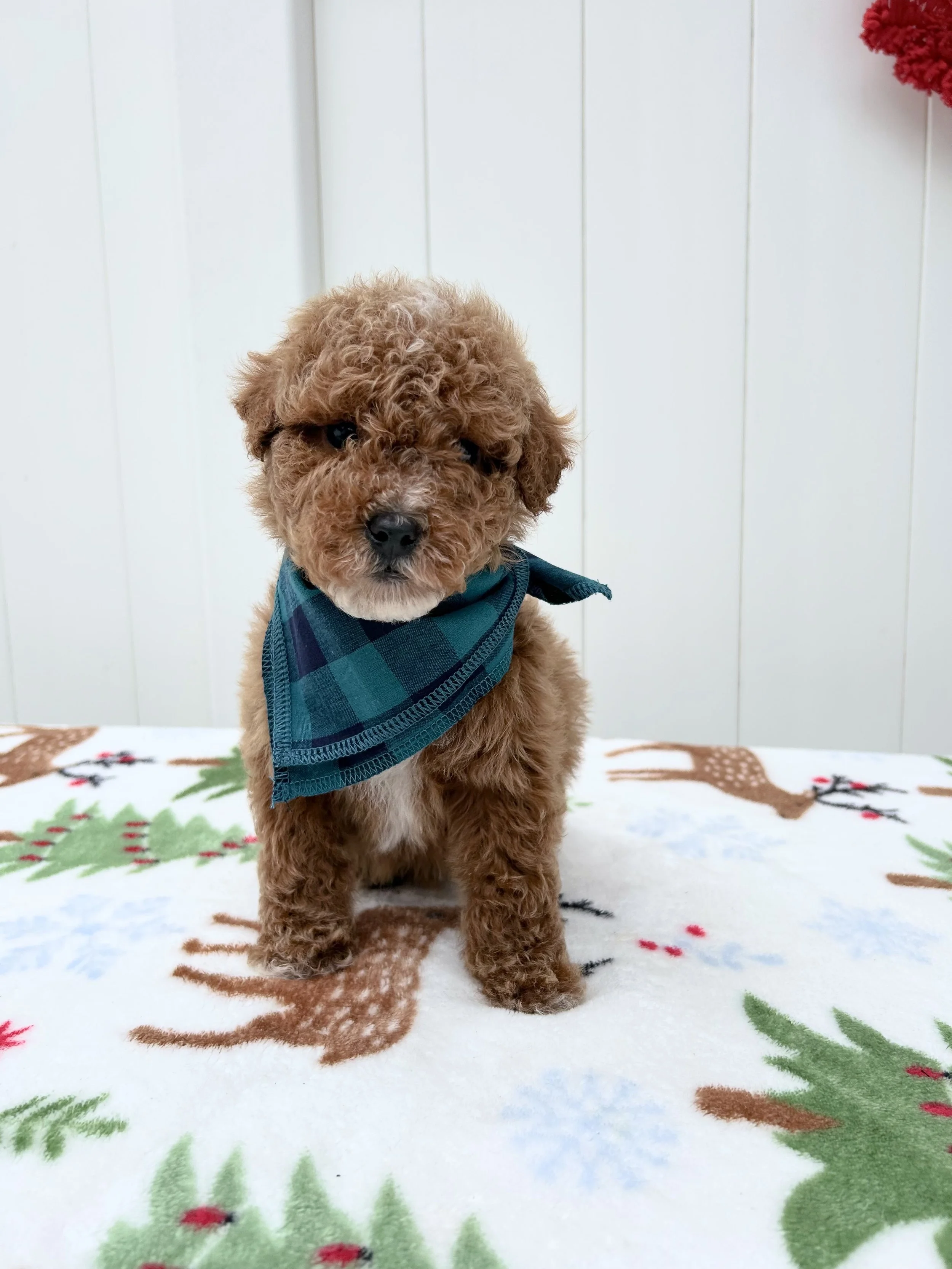 Knox F1B Mini Goldendoodle (M) Pending