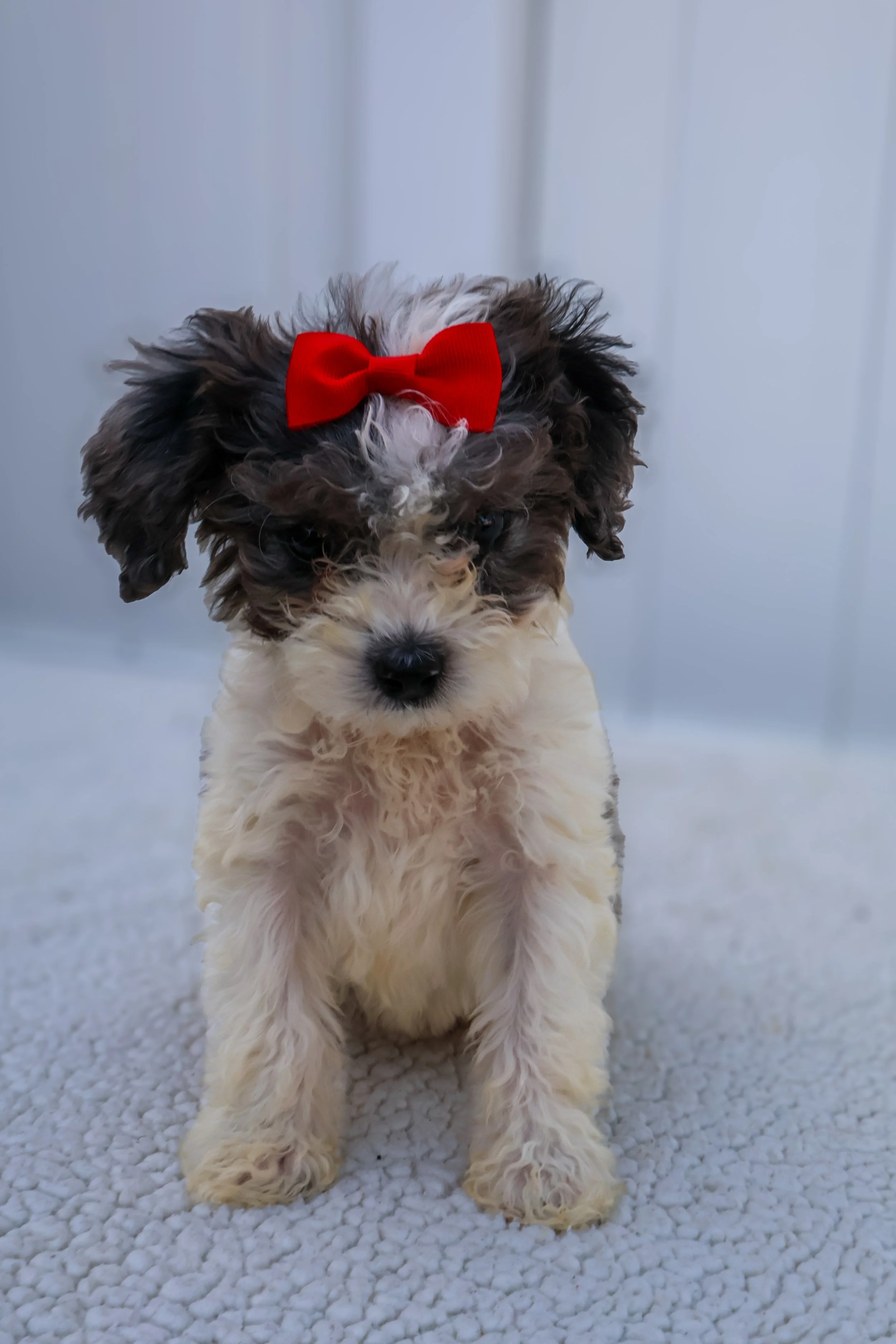 Misty F1BB Mini Cavapoo (Female)