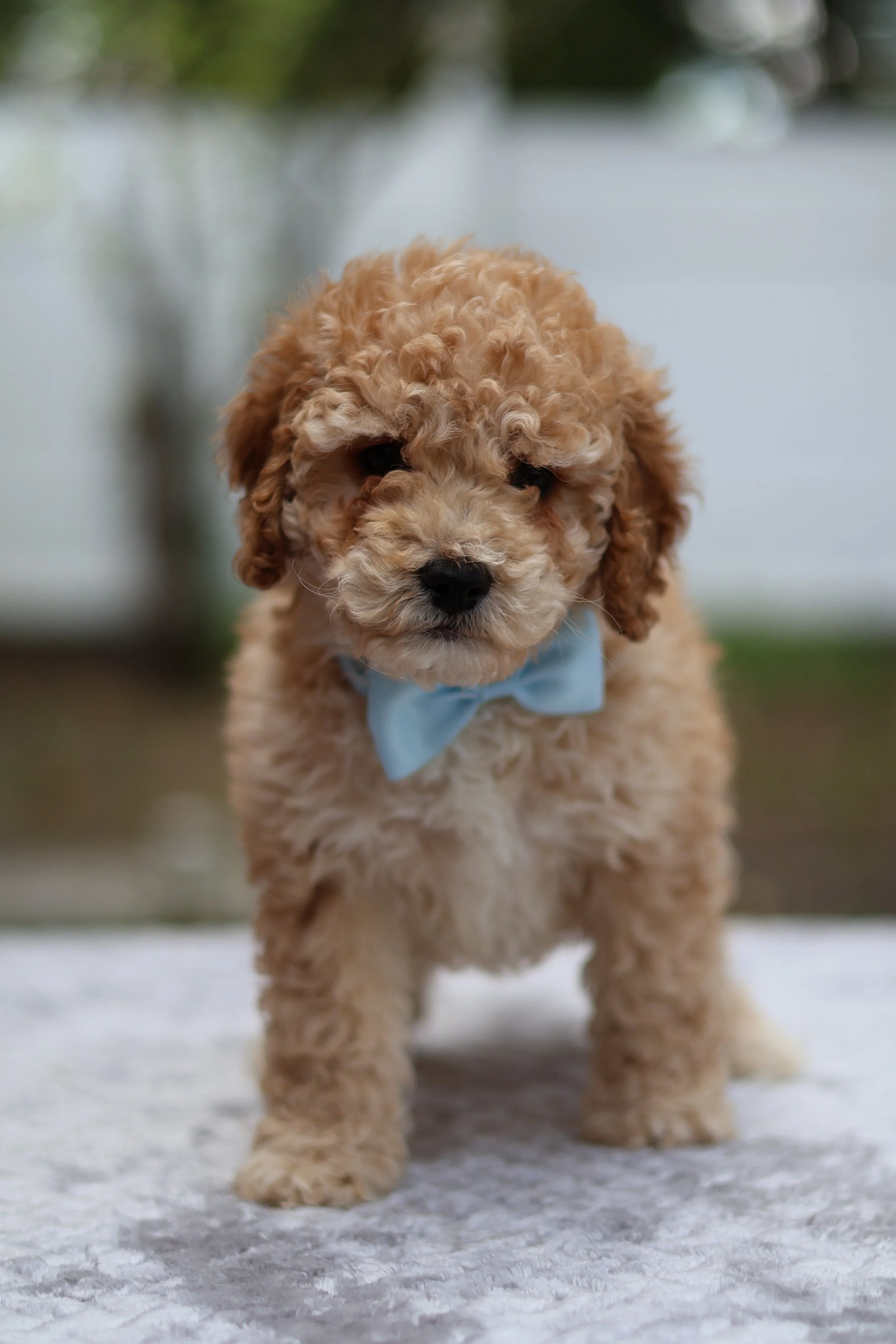 IMG_4526.jpeg (Copy) (Copy) (Copy)