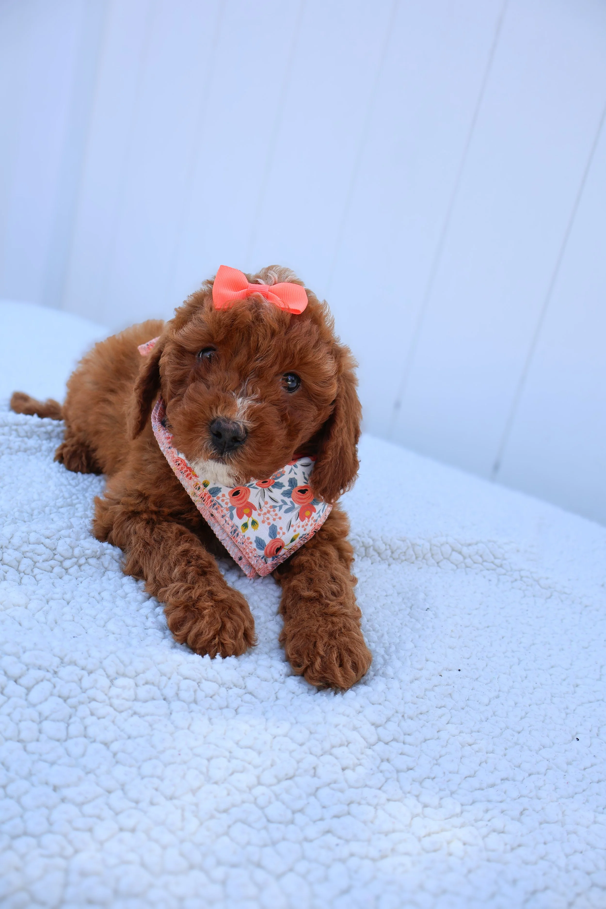 Honey – Female F1B Mini Goldendoodle