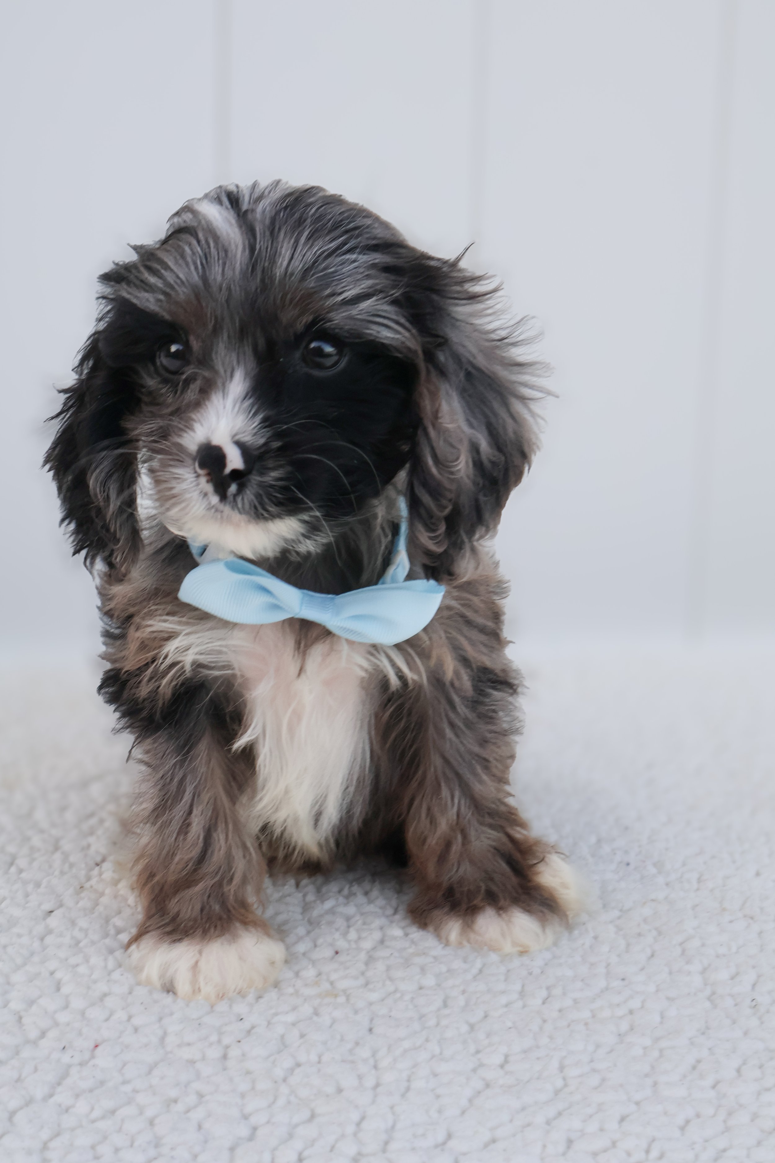 Merlin F1BB Mini Cavapoo (Male)