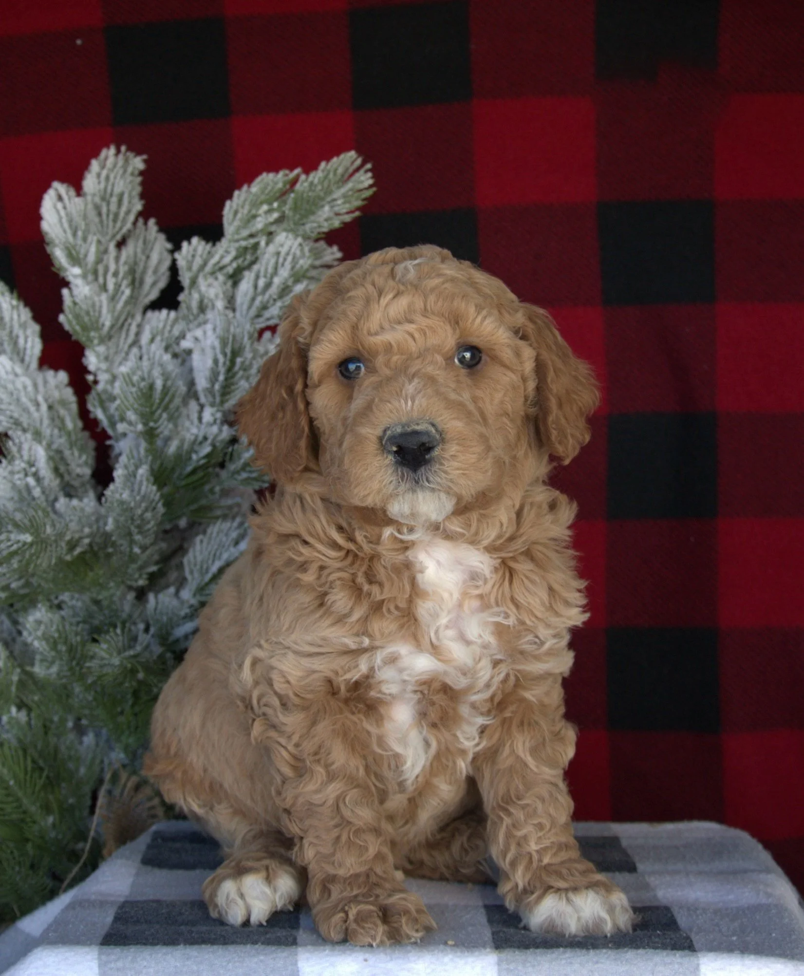 (M) Gus F1B Standard Goldendoodle