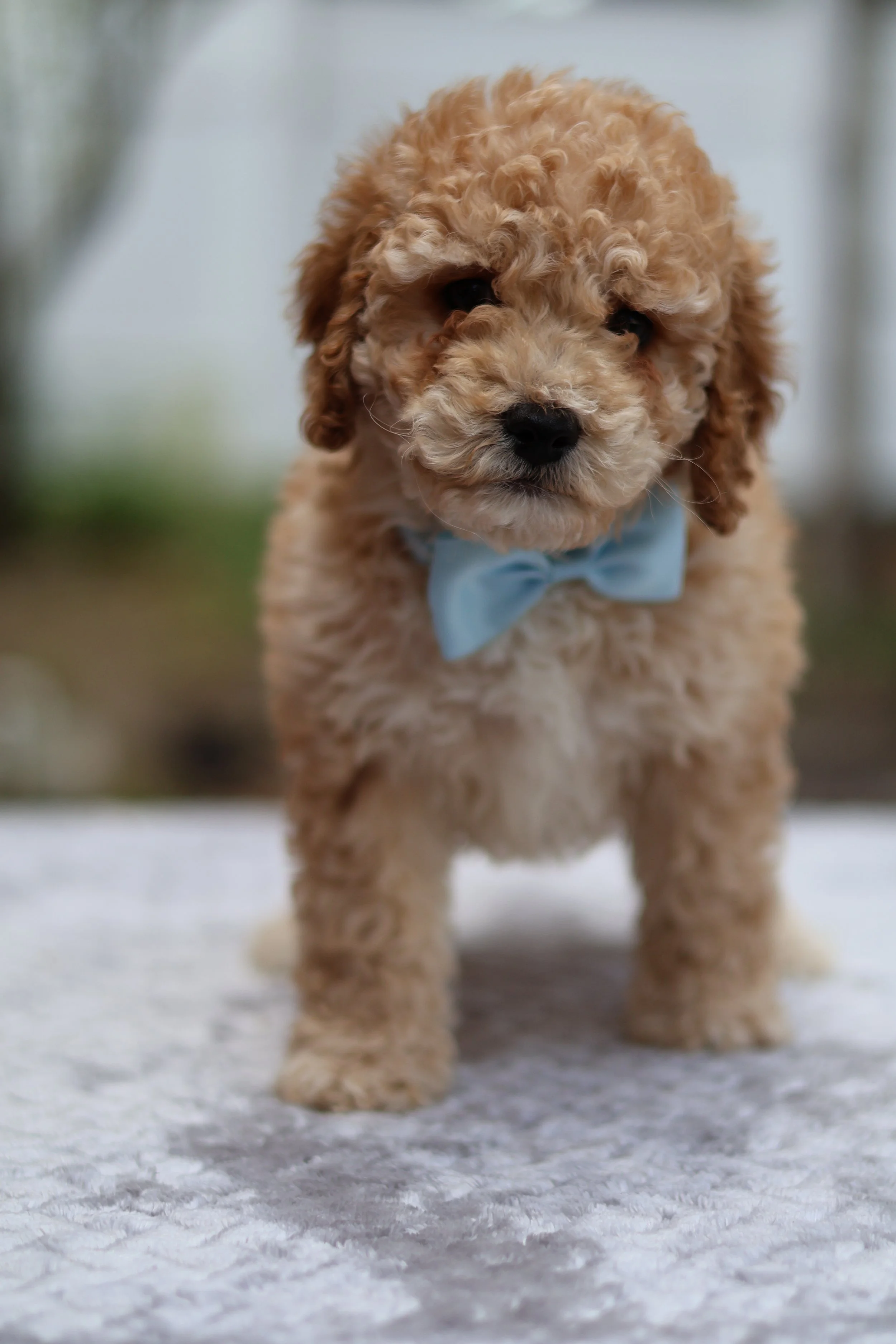 IMG_4545.jpeg (Copy) (Copy) (Copy)