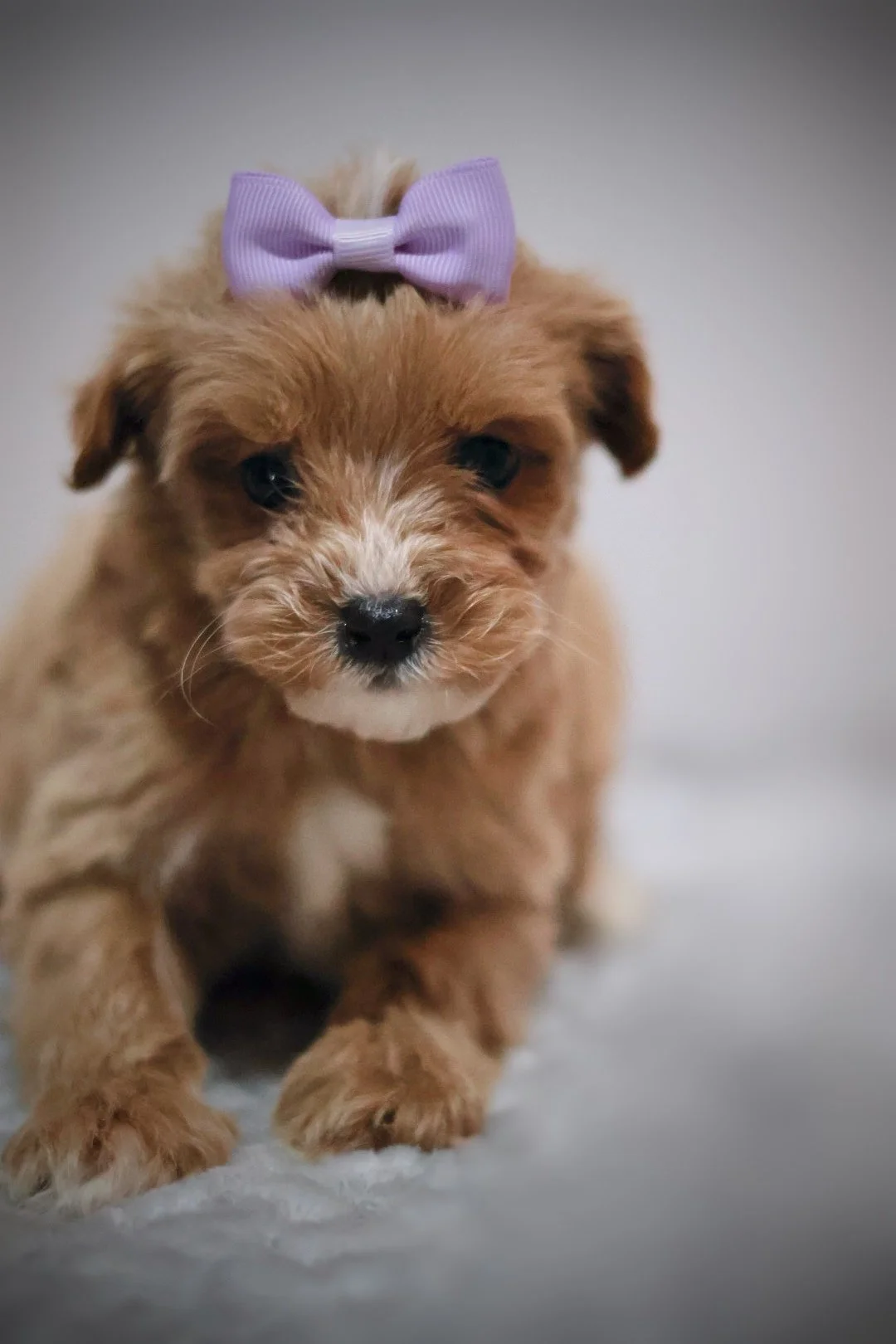 (F) Madison F1B Mini Cavapoo