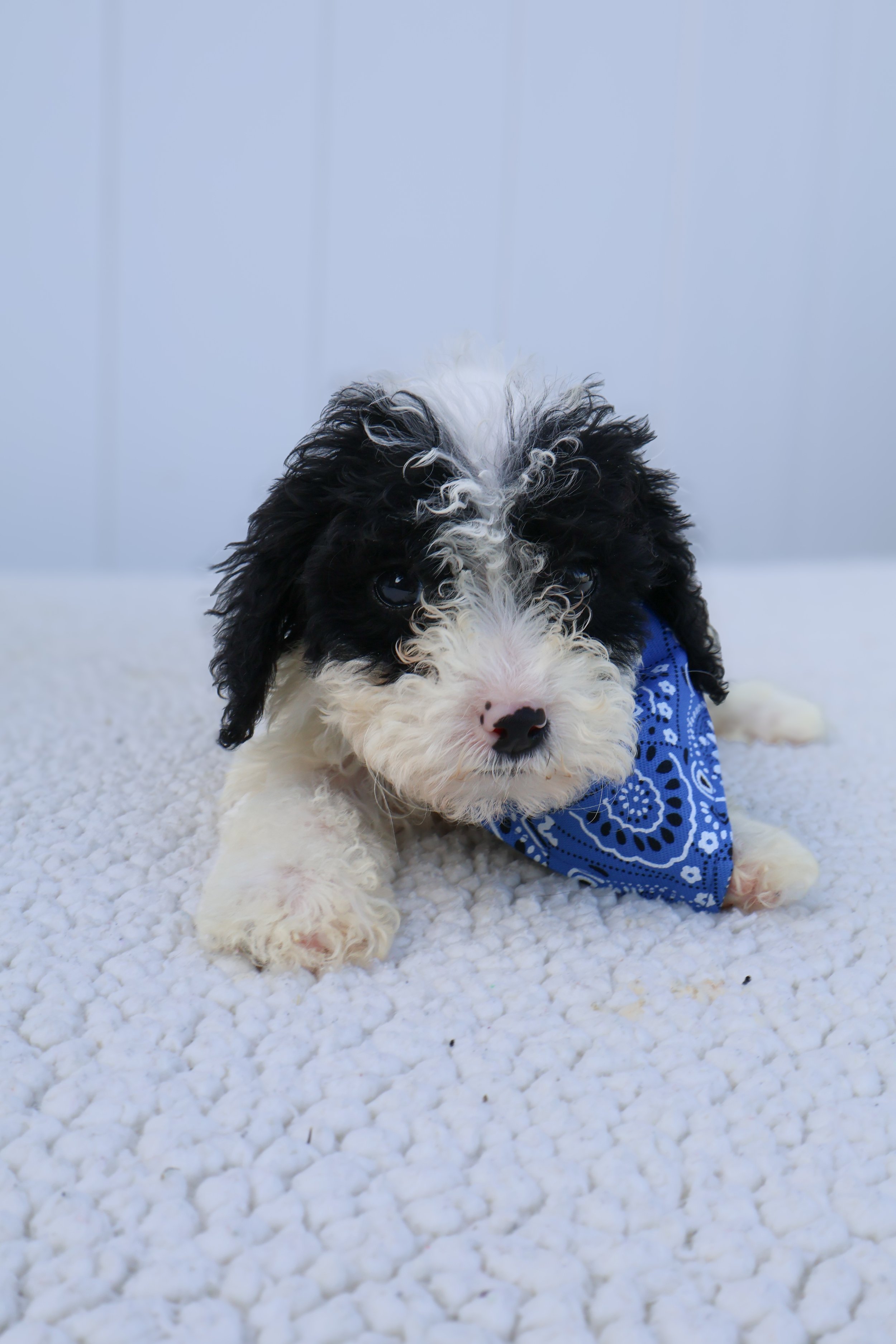 Oreo F1BB Mini Cavapoo (Male)