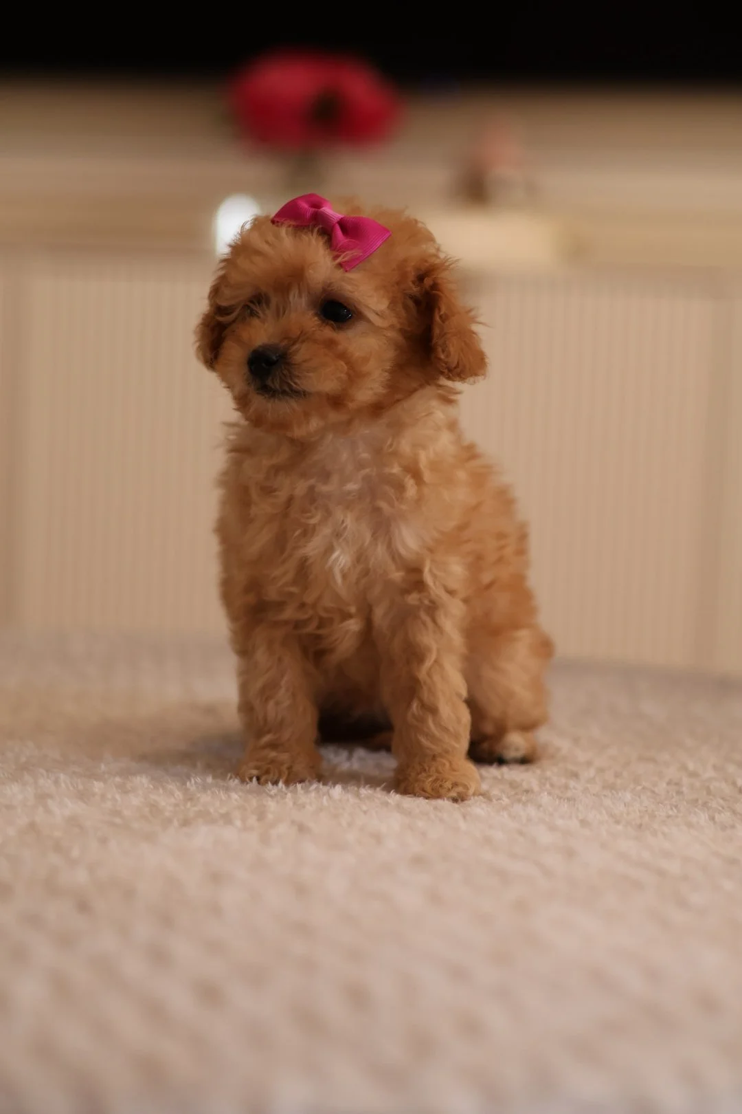 (F) Baby Mini F1BB Goldendoodle