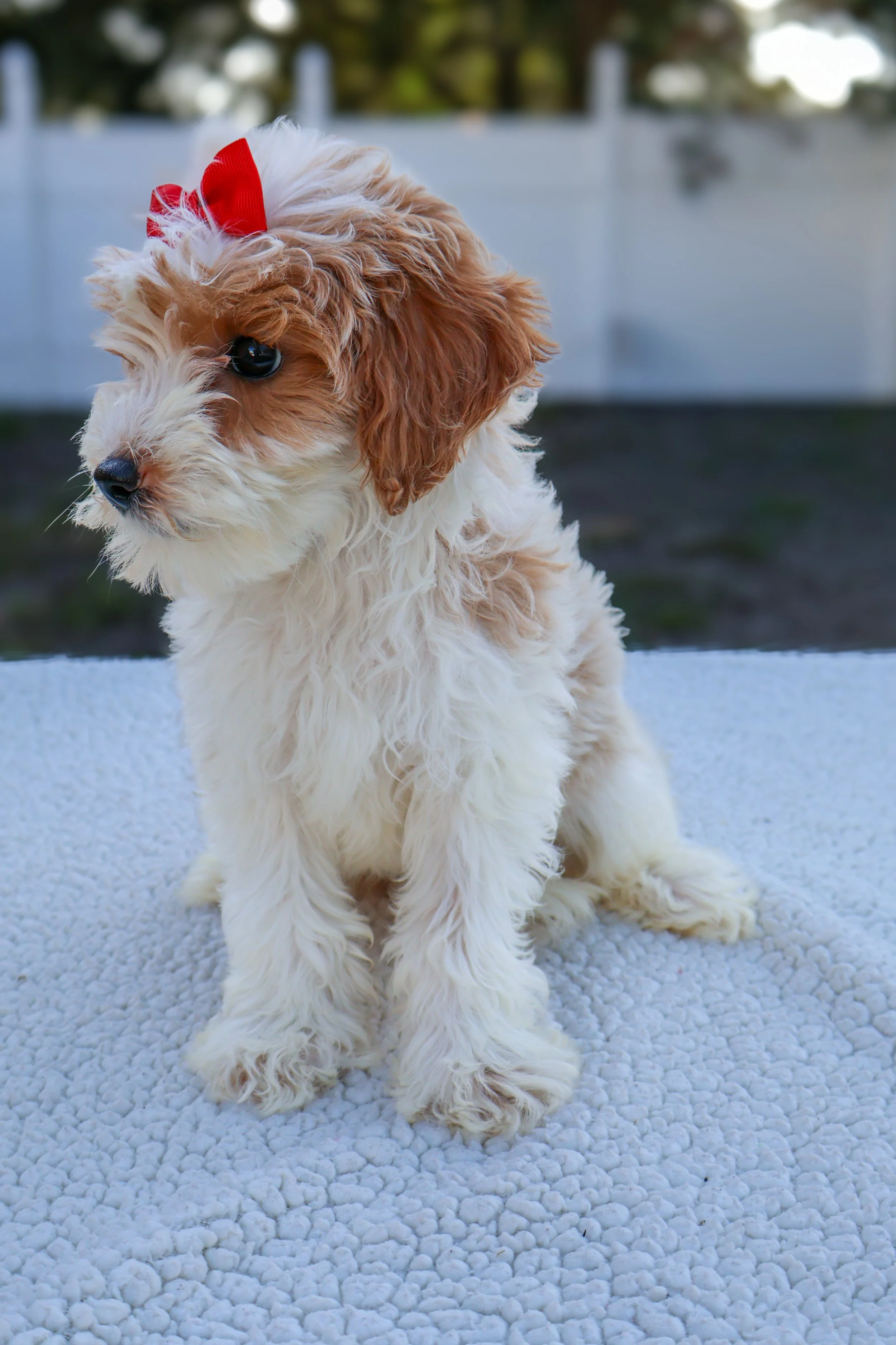 Ellie – F1B Mini Goldendoodle (Female)