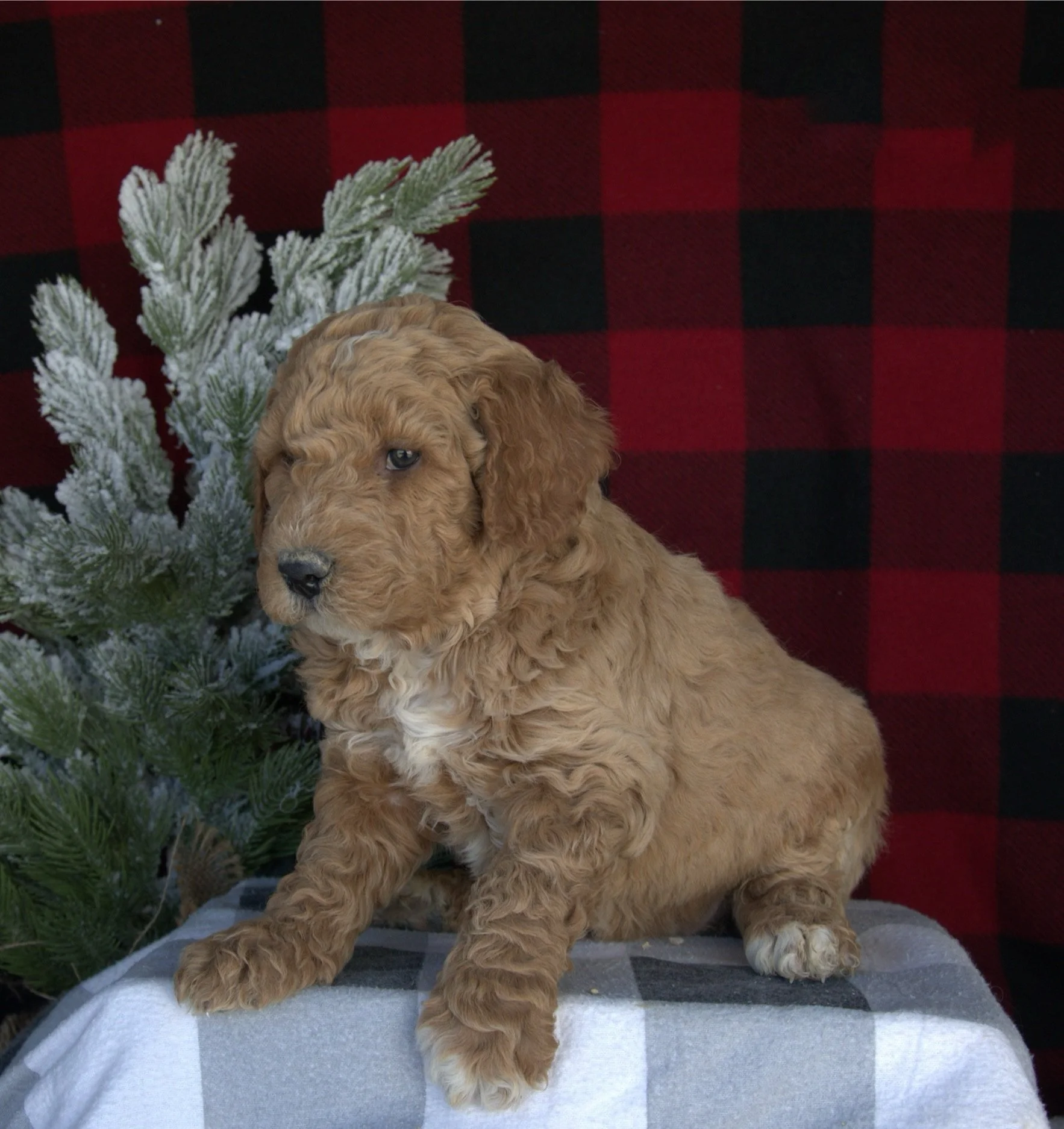 Standard Goldendoodle Tampa