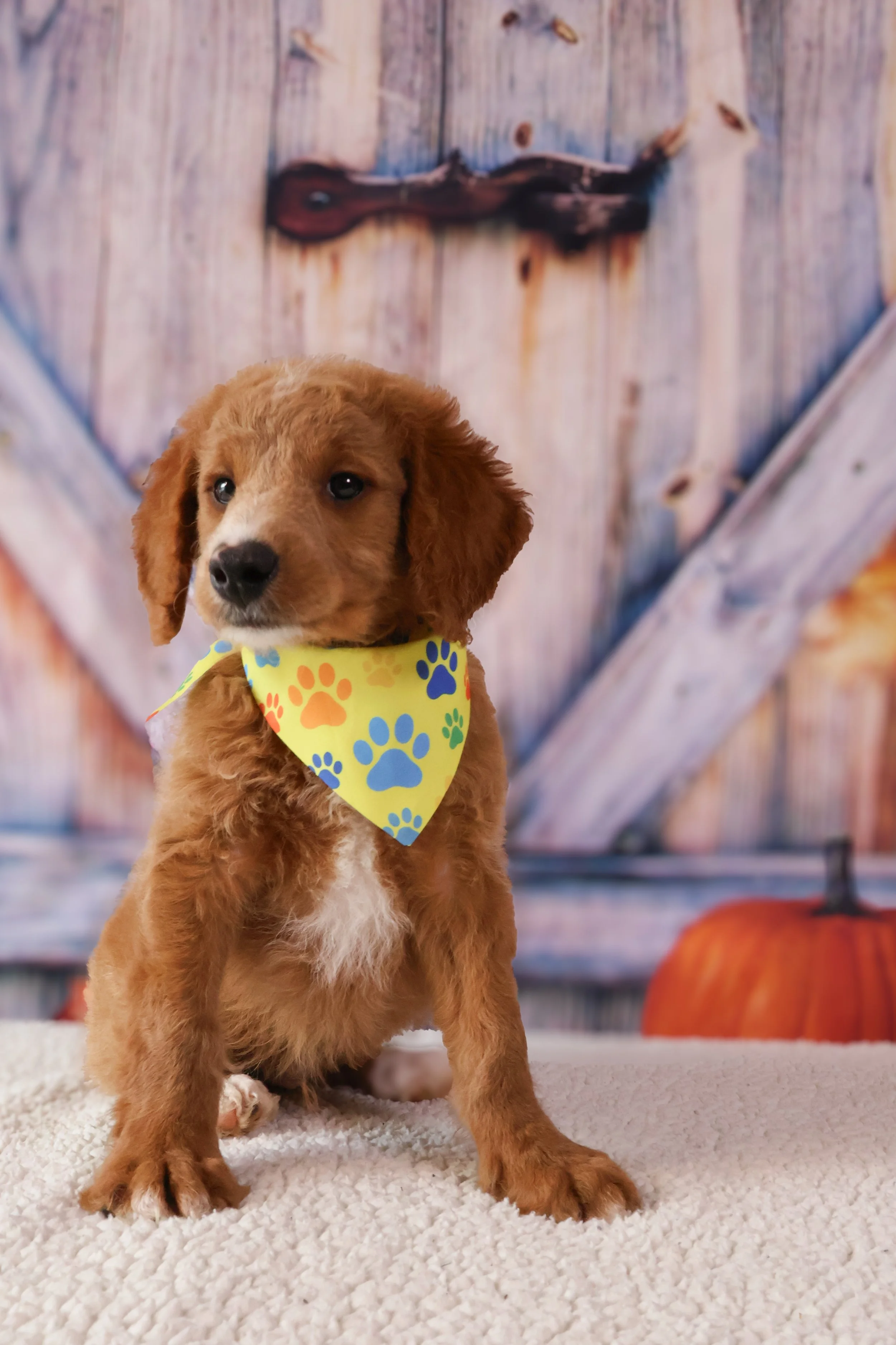 Simba  – F1B Mini Goldendoodle (Male)