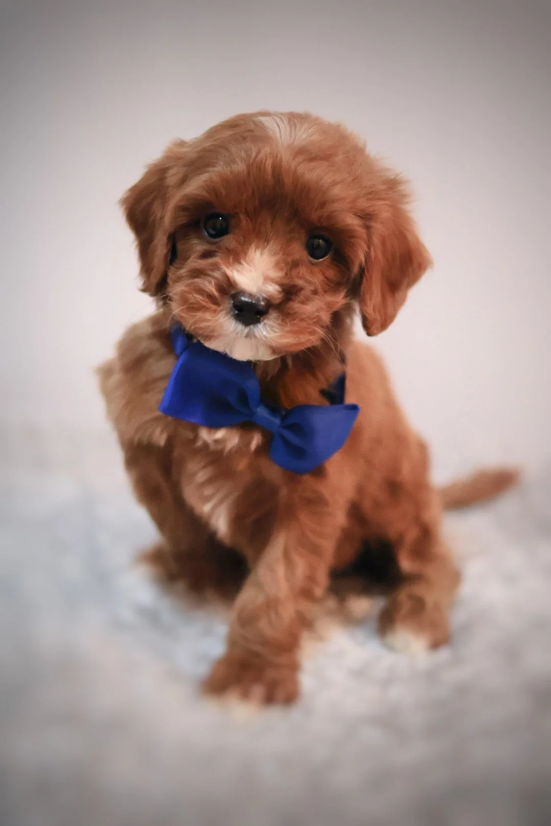 Cavapoo puppies Oviedo Florida 32765