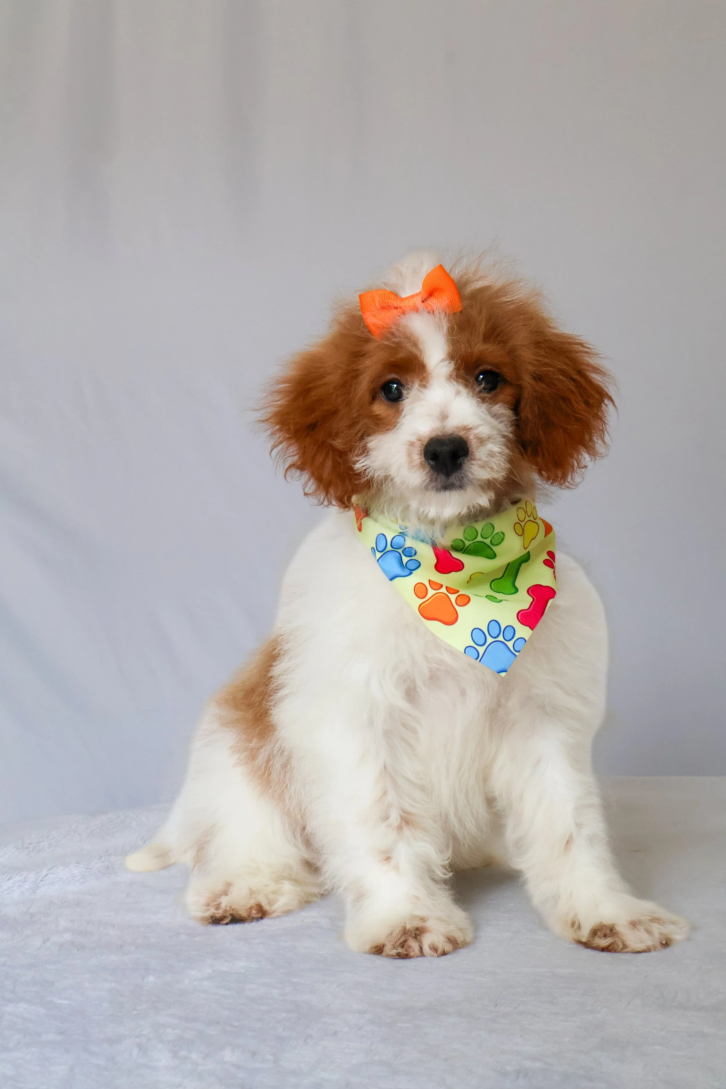 Bubbles – Female F1B Mini Goldendoodle