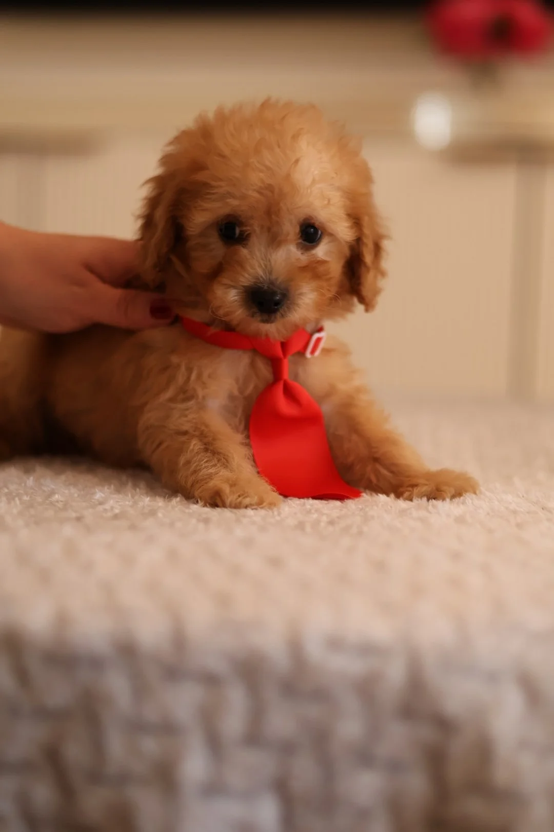 (M) Benny Mini F1BB Goldendoodle