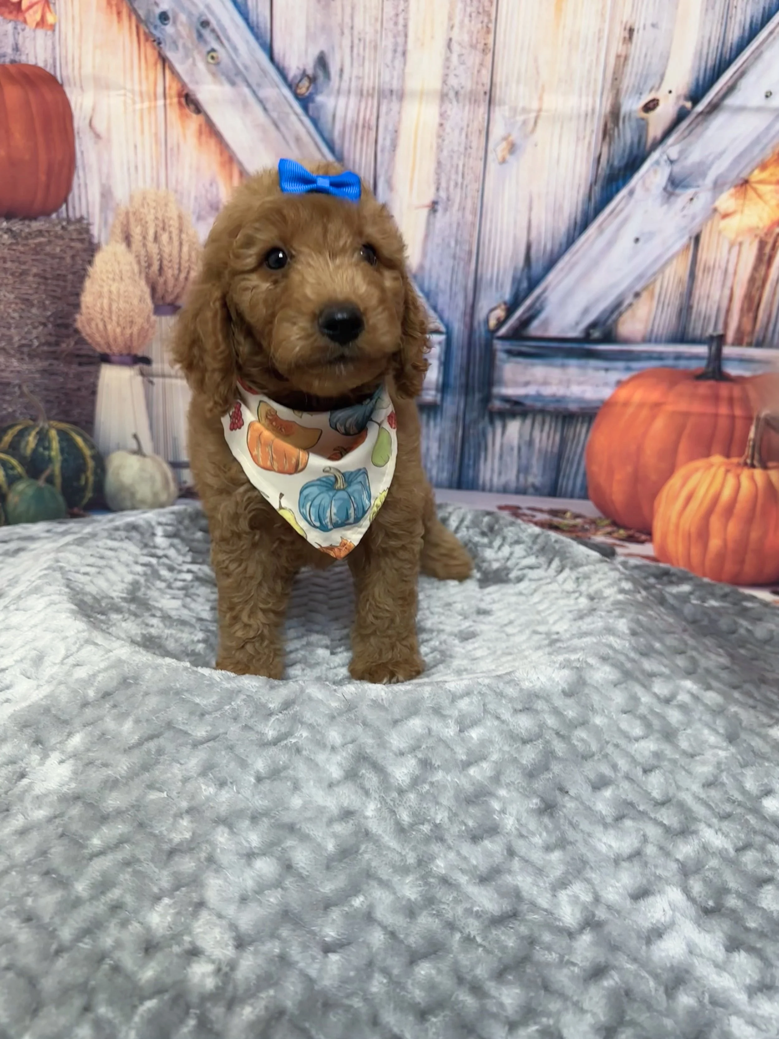 Jolie F1B Standard Goldendoodle (F)