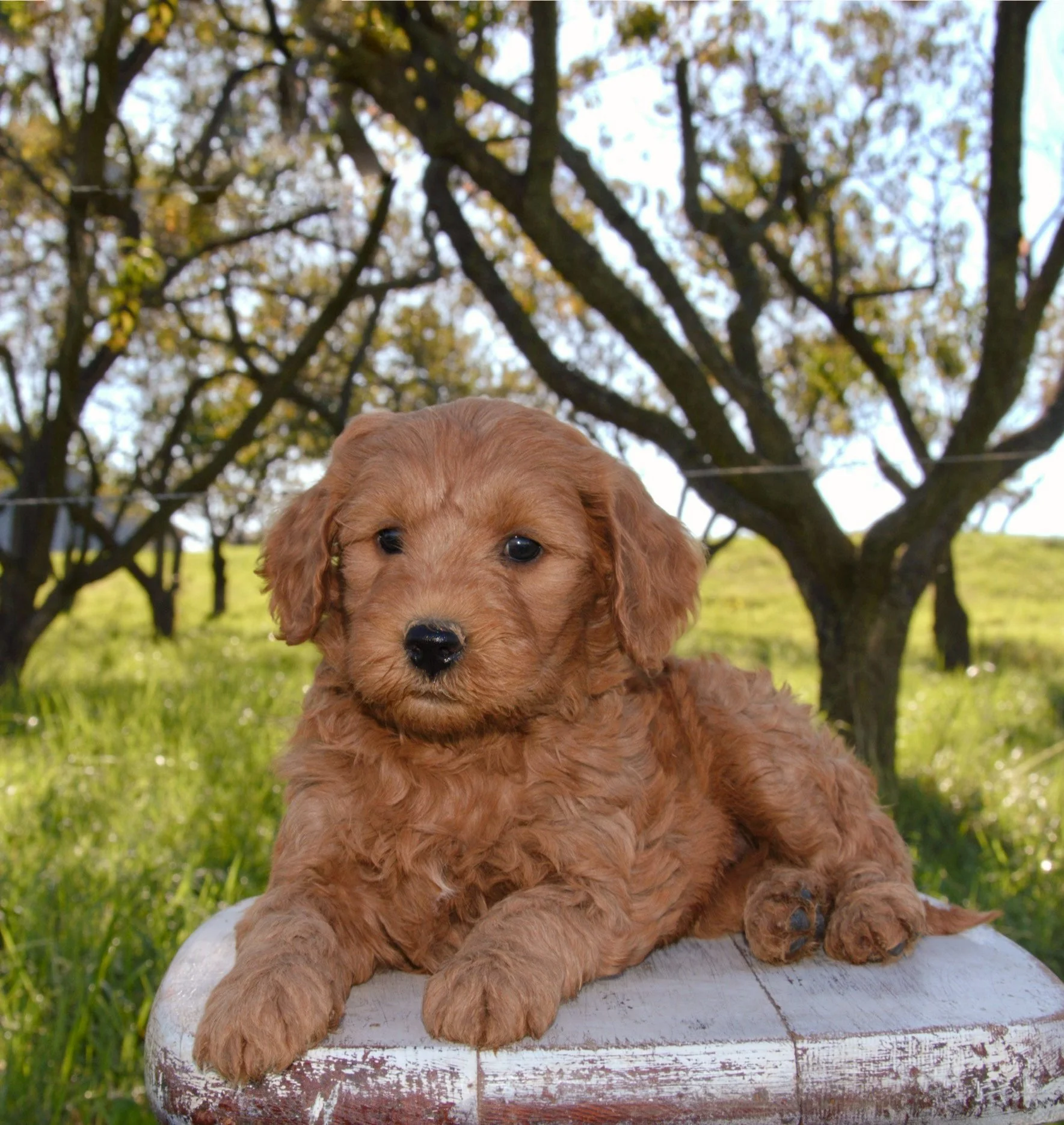 Olivia F1BB Standard Goldendoodle (F)