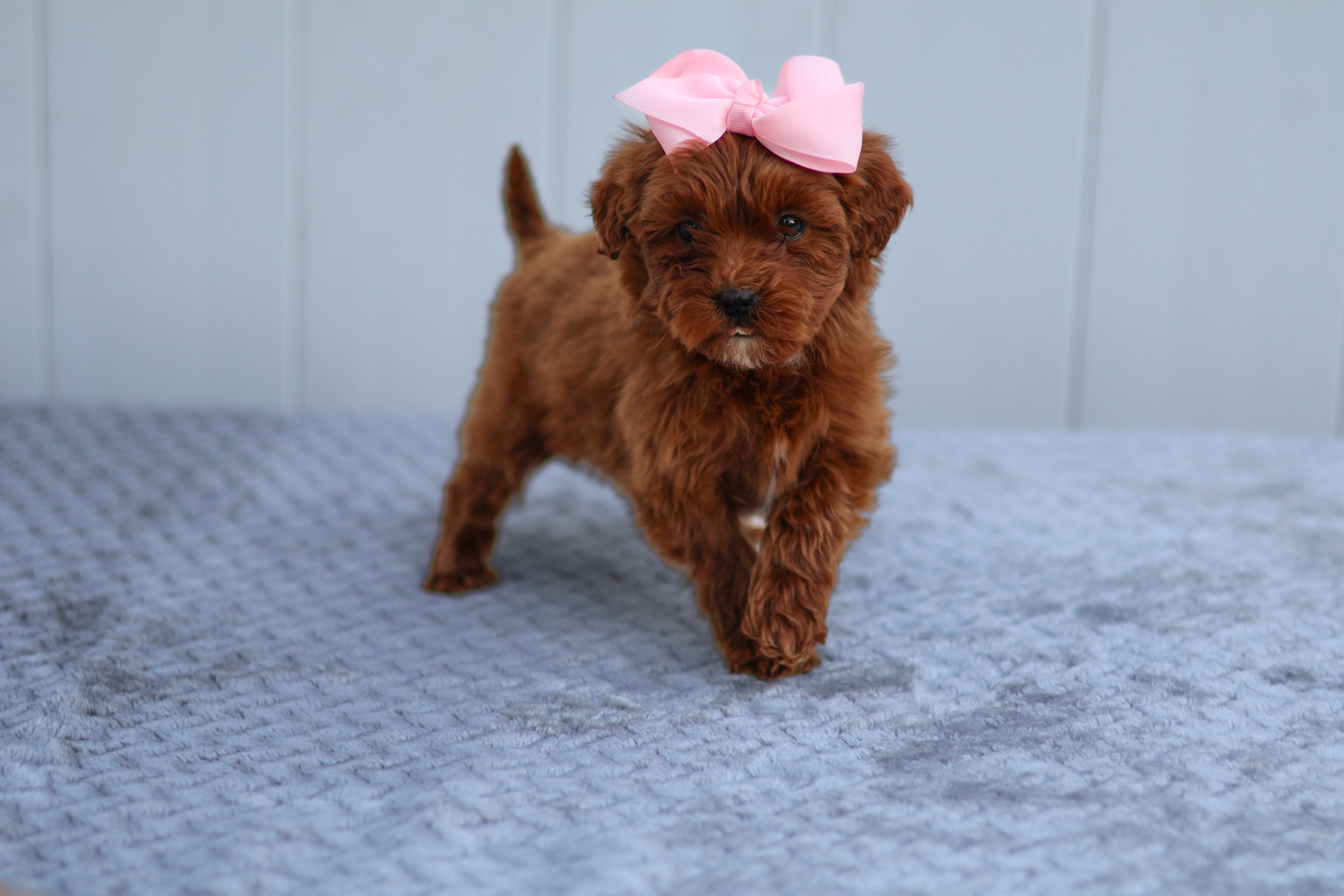 Summer – Female F1B Mini Goldendoodle
