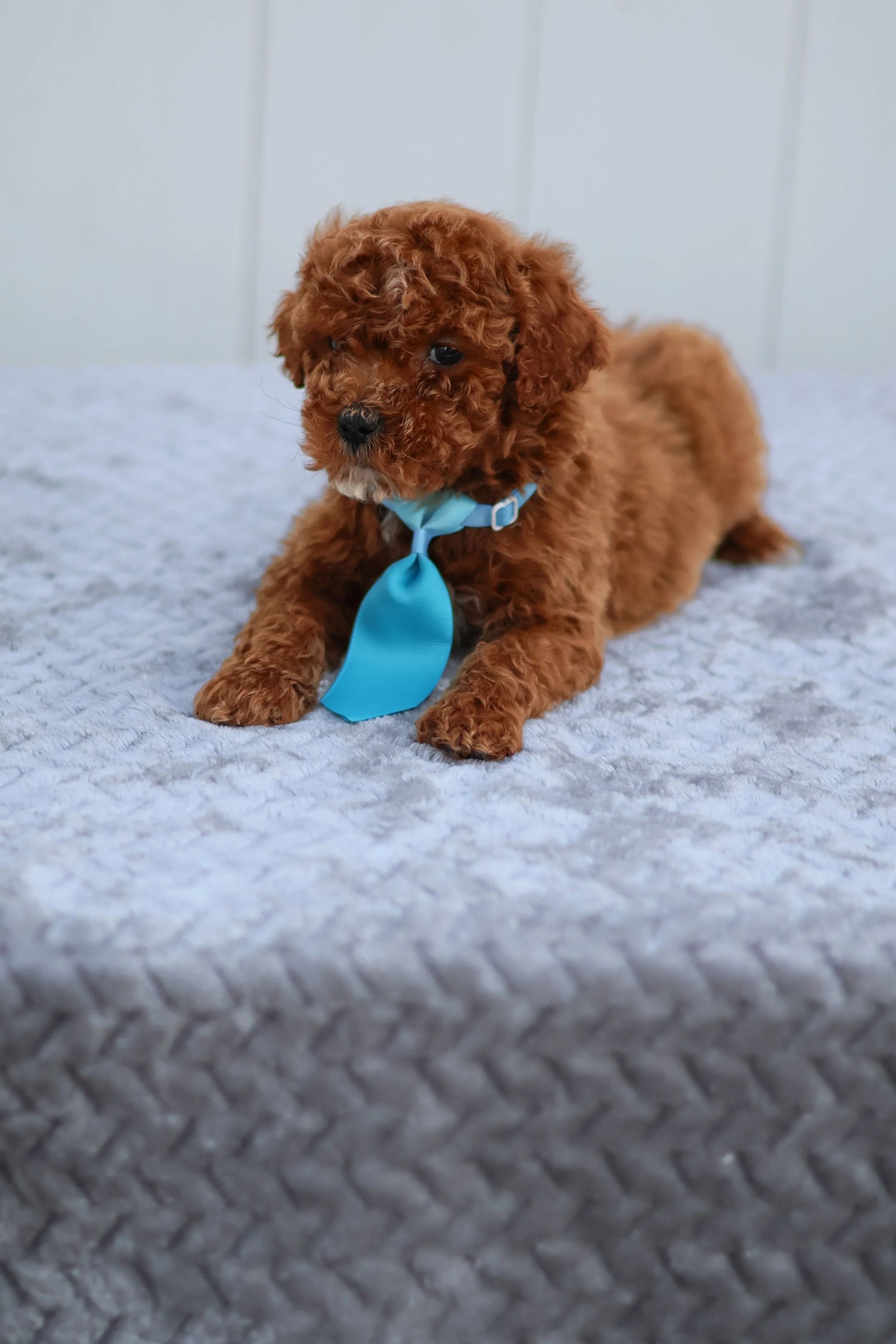 Sunny – Male F1B Mini Goldendoodle