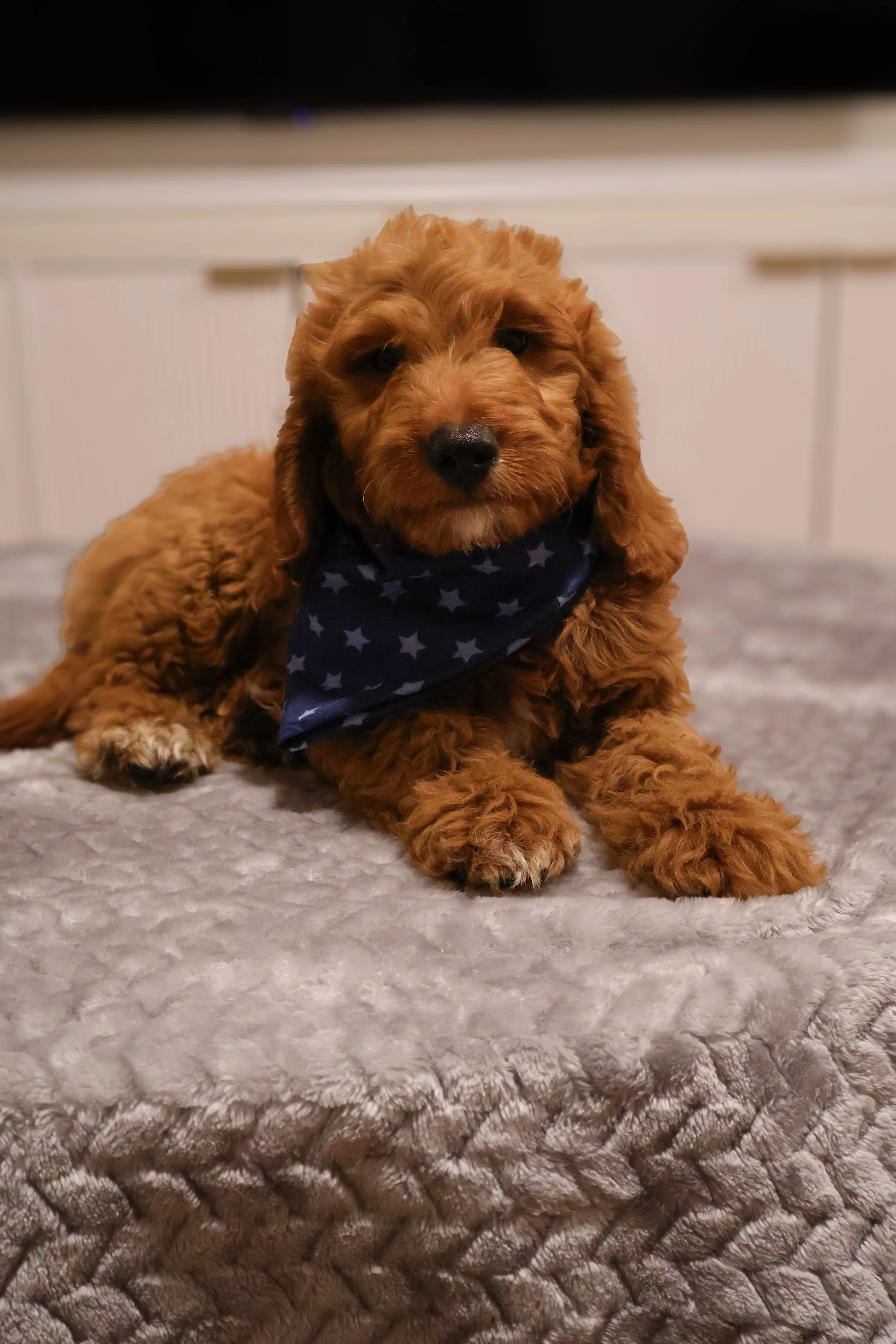 🐶 Benji - Male F1B Standard Goldendoodle