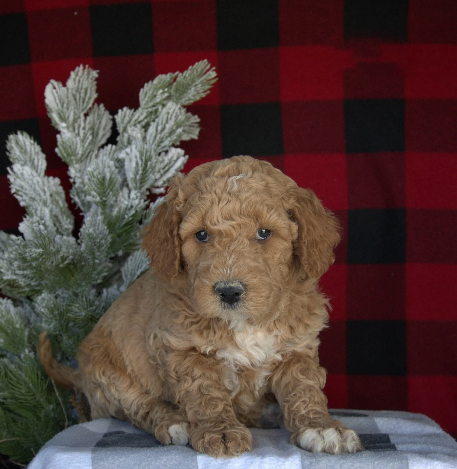 Standard Goldendoodle Miami Florida