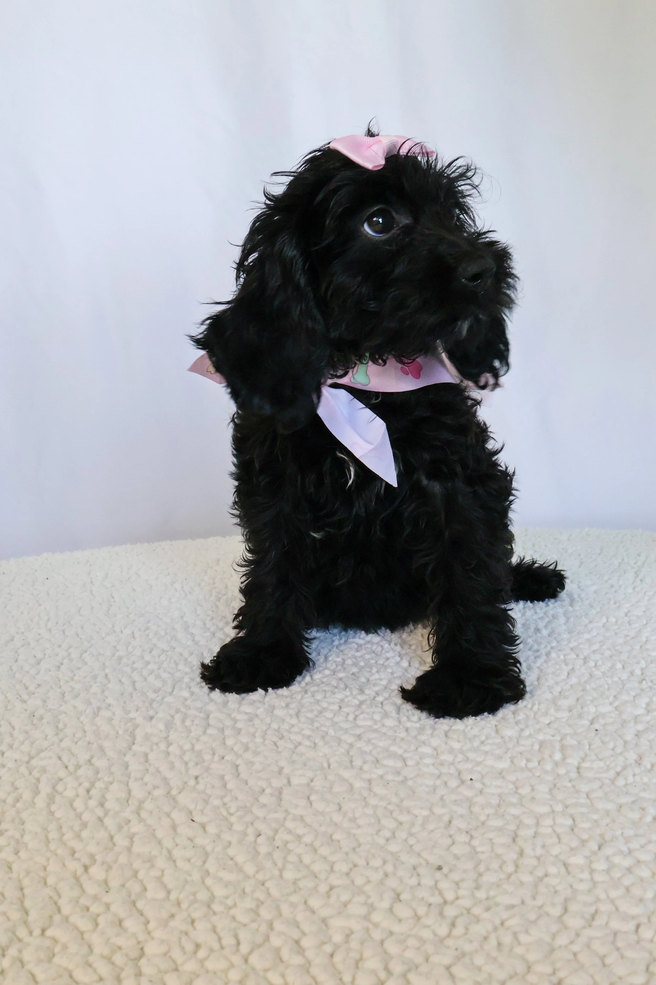 Rhea F1BB Mini Cavapoo (F)