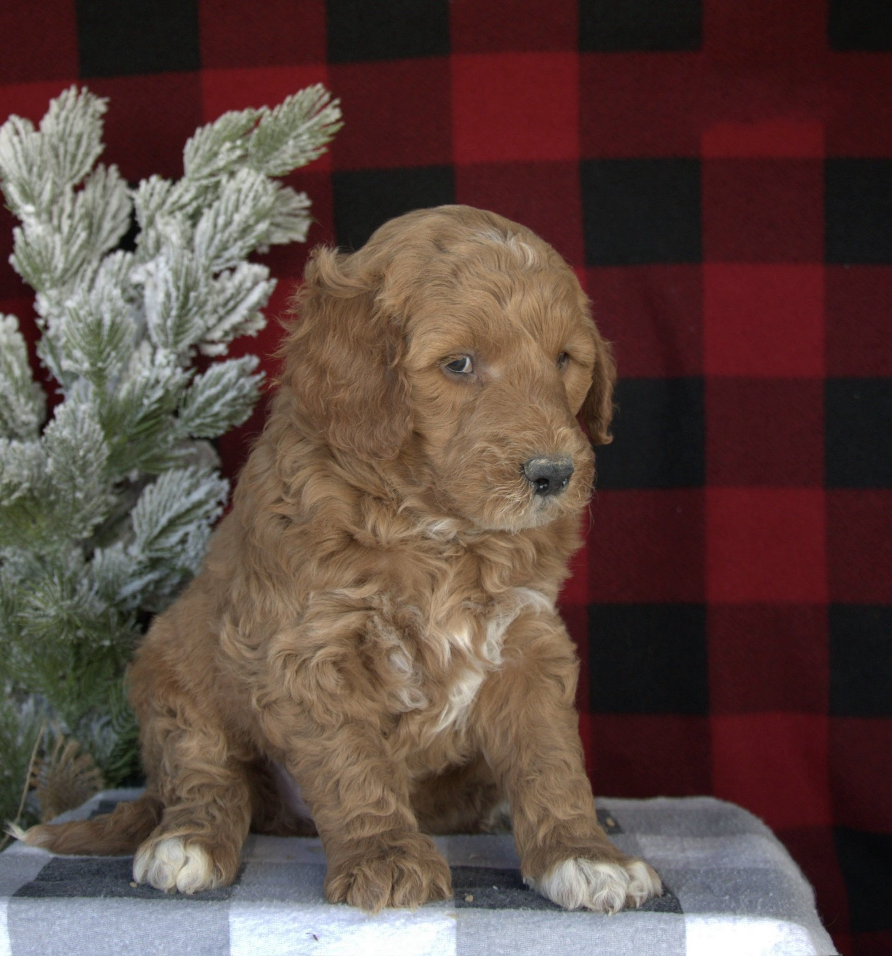 Standard Goldendoodle Orlando Florida