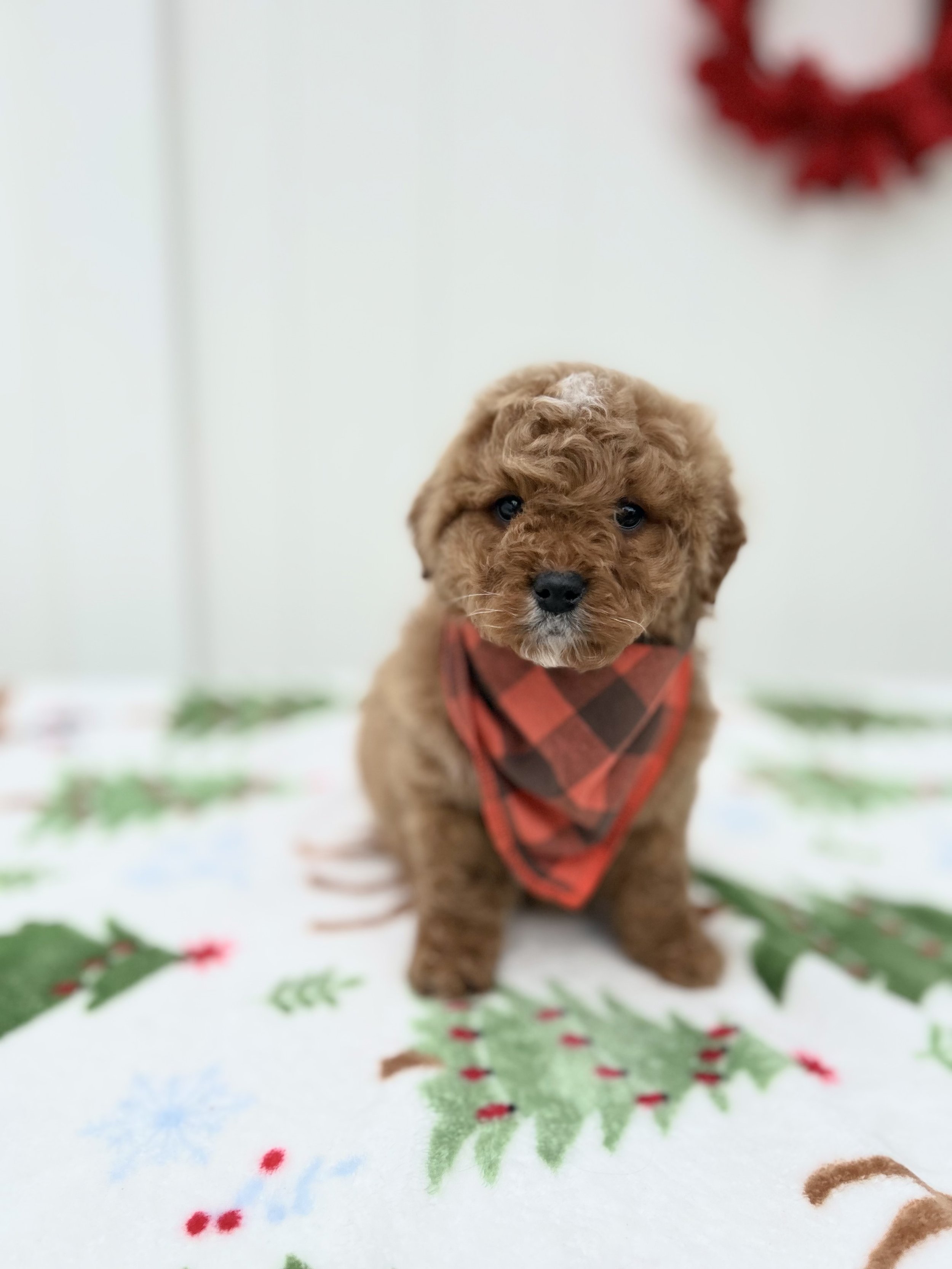 Oakley F1B Mini Goldendoodle (M)
