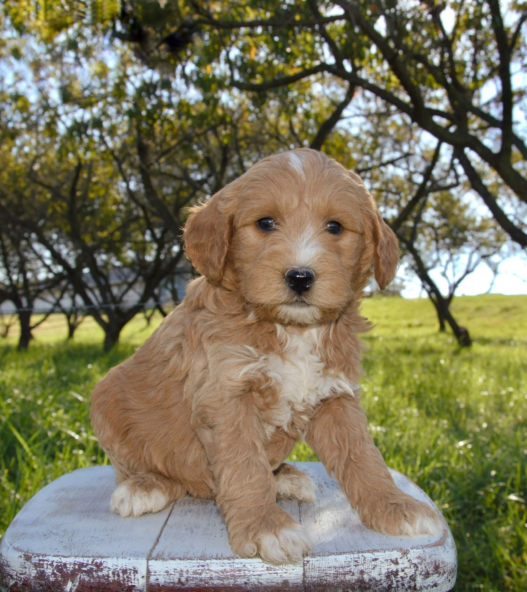 Liam F1BB Standard Goldendoodle (M)