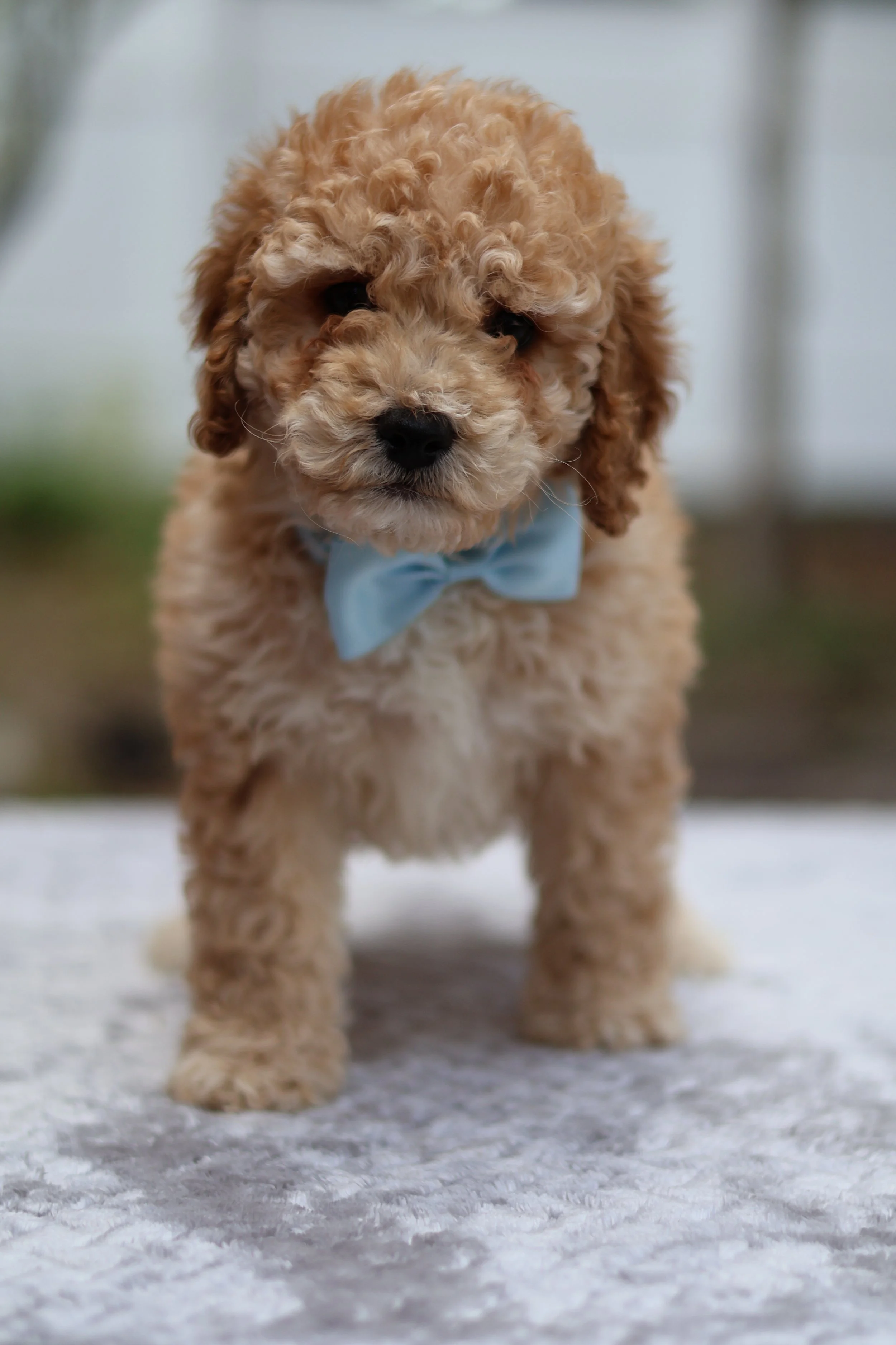 IMG_4546.jpeg (Copy) (Copy) (Copy)