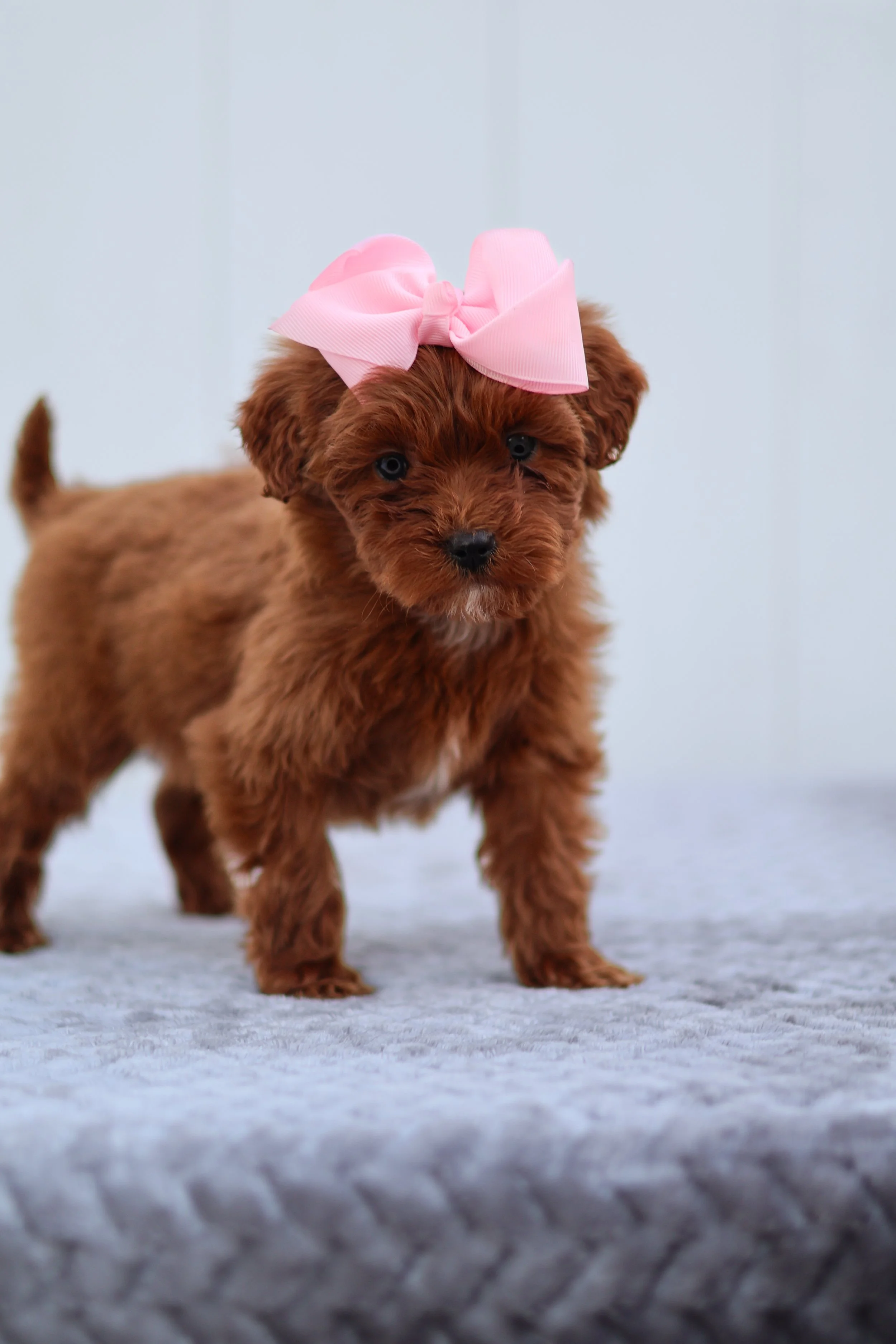 Summer – Female F1B Mini Goldendoodle