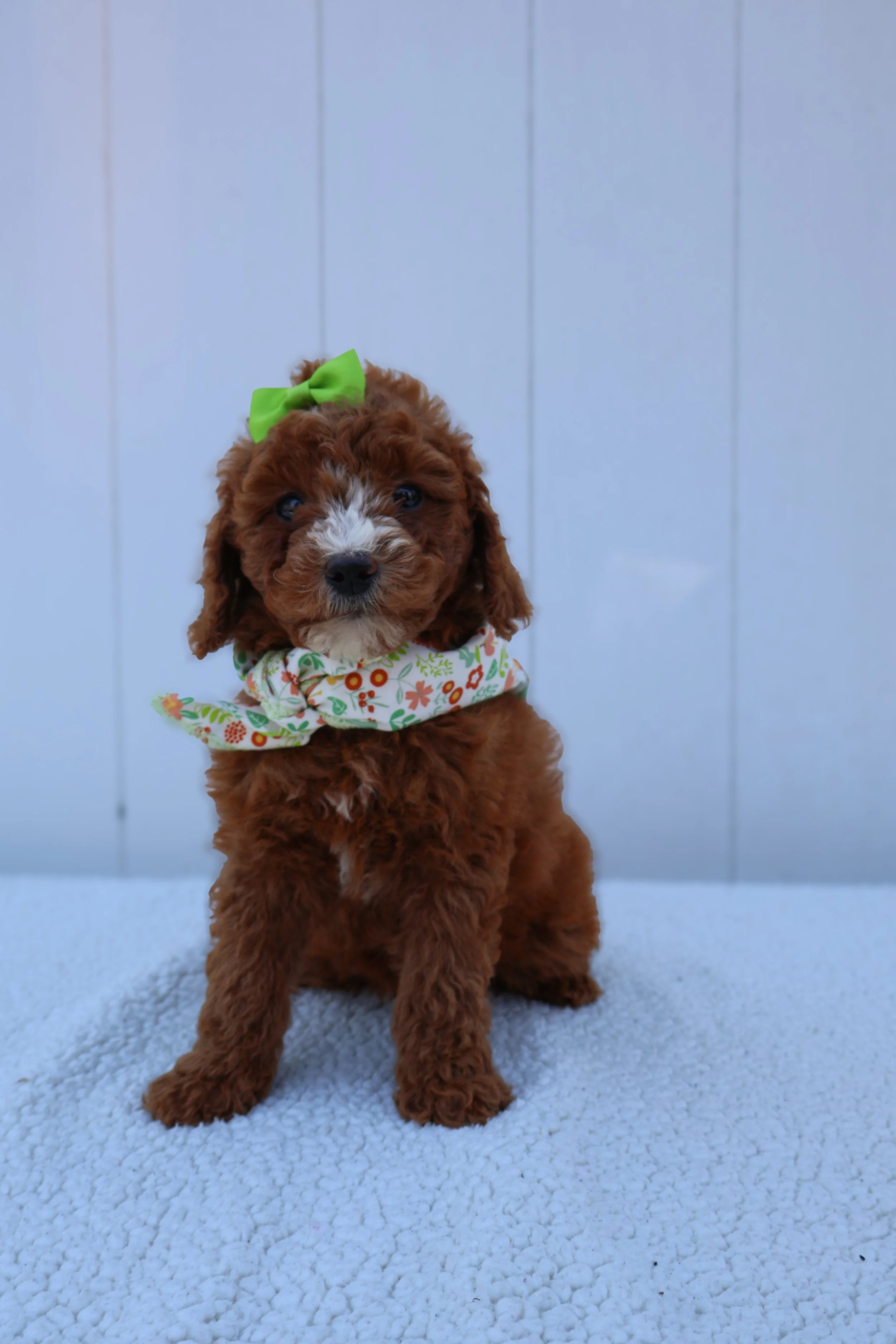 Muffin – Female F1B Mini Goldendoodle