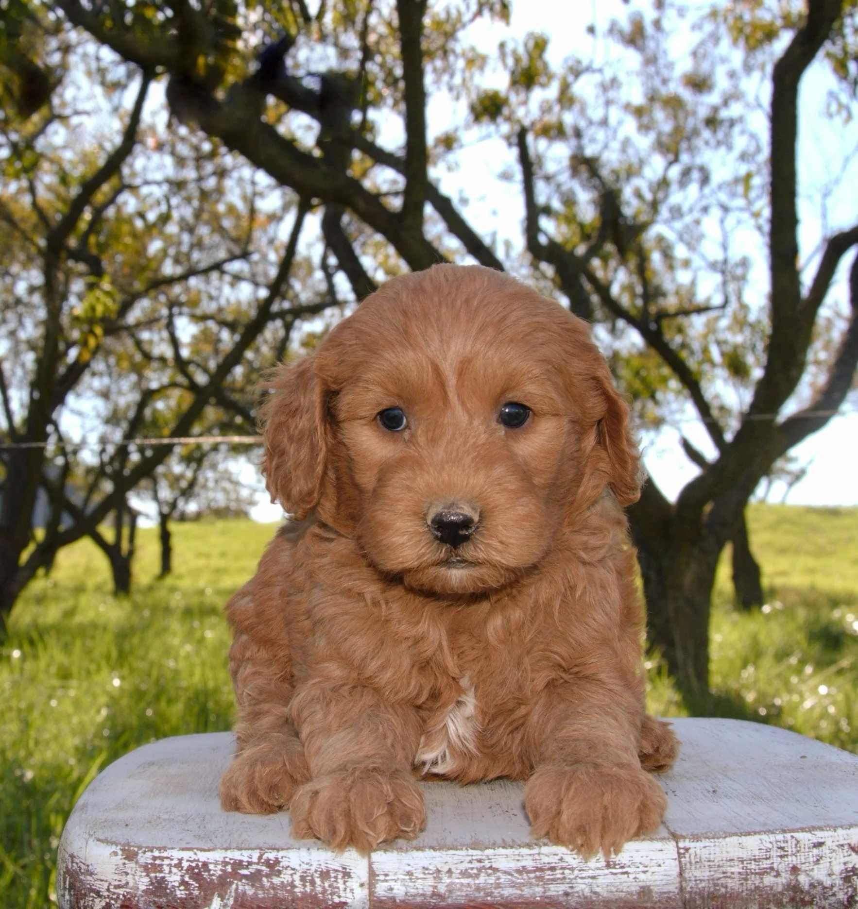 Emma F1BB Standard Goldendoodle (F)