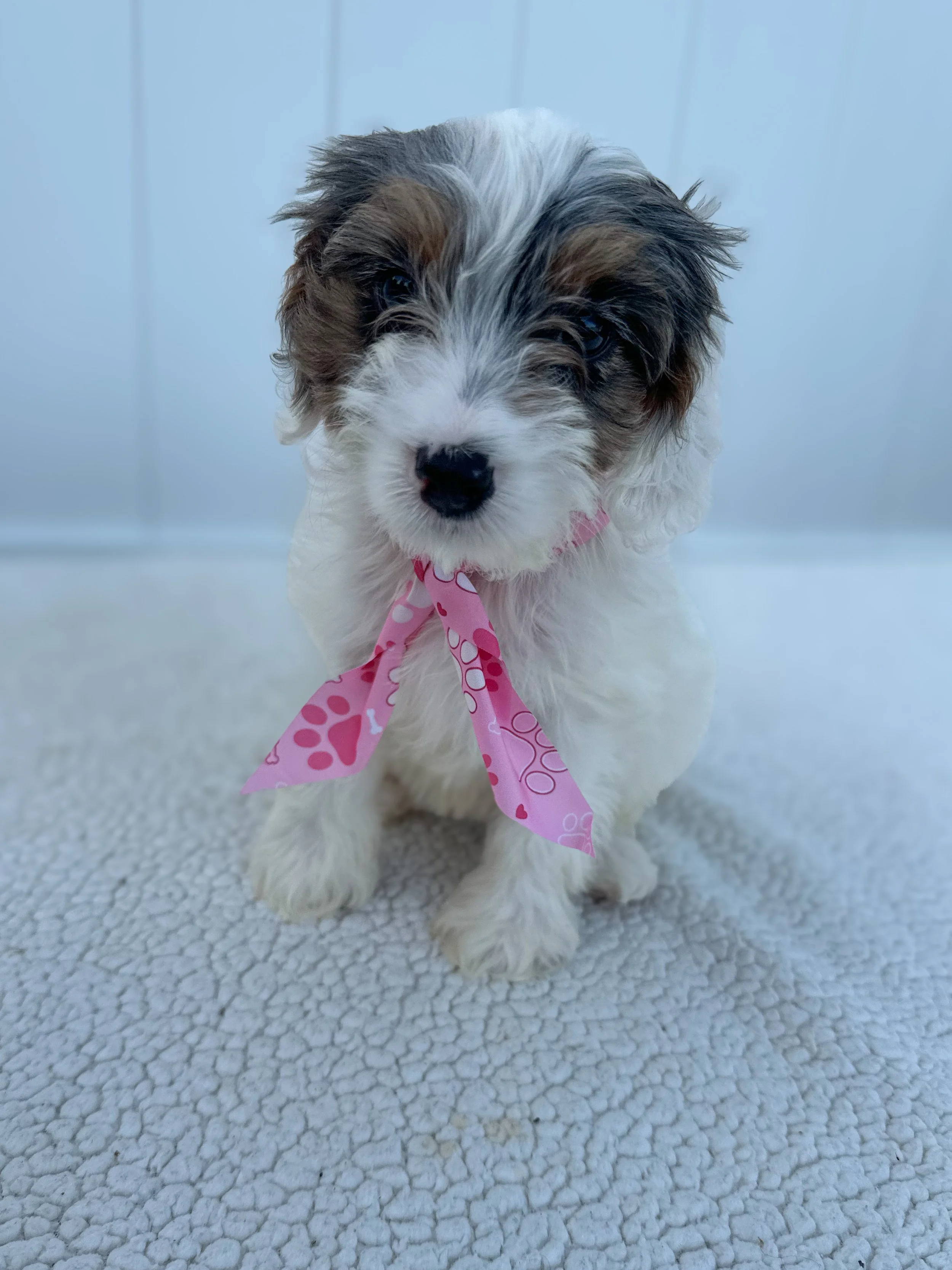 Pebbles F1BB Mini Cavapoo (Female)