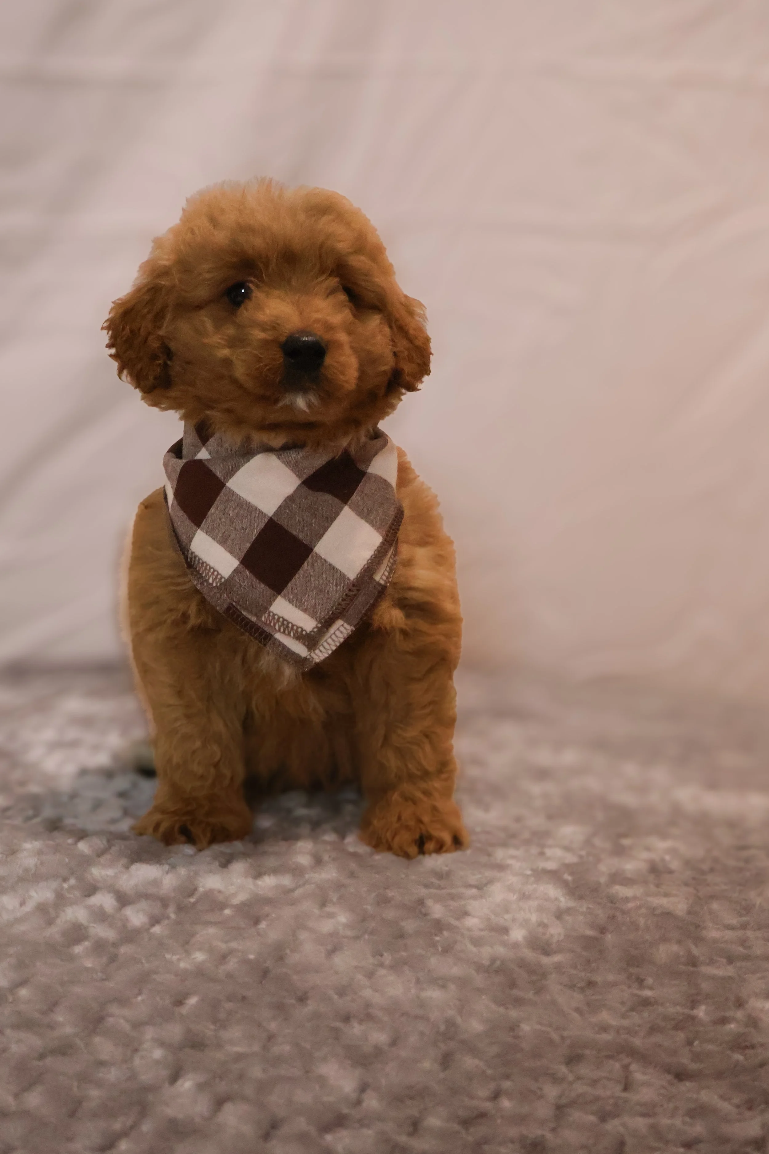 Axel – Male F1B Mini Goldendoodle