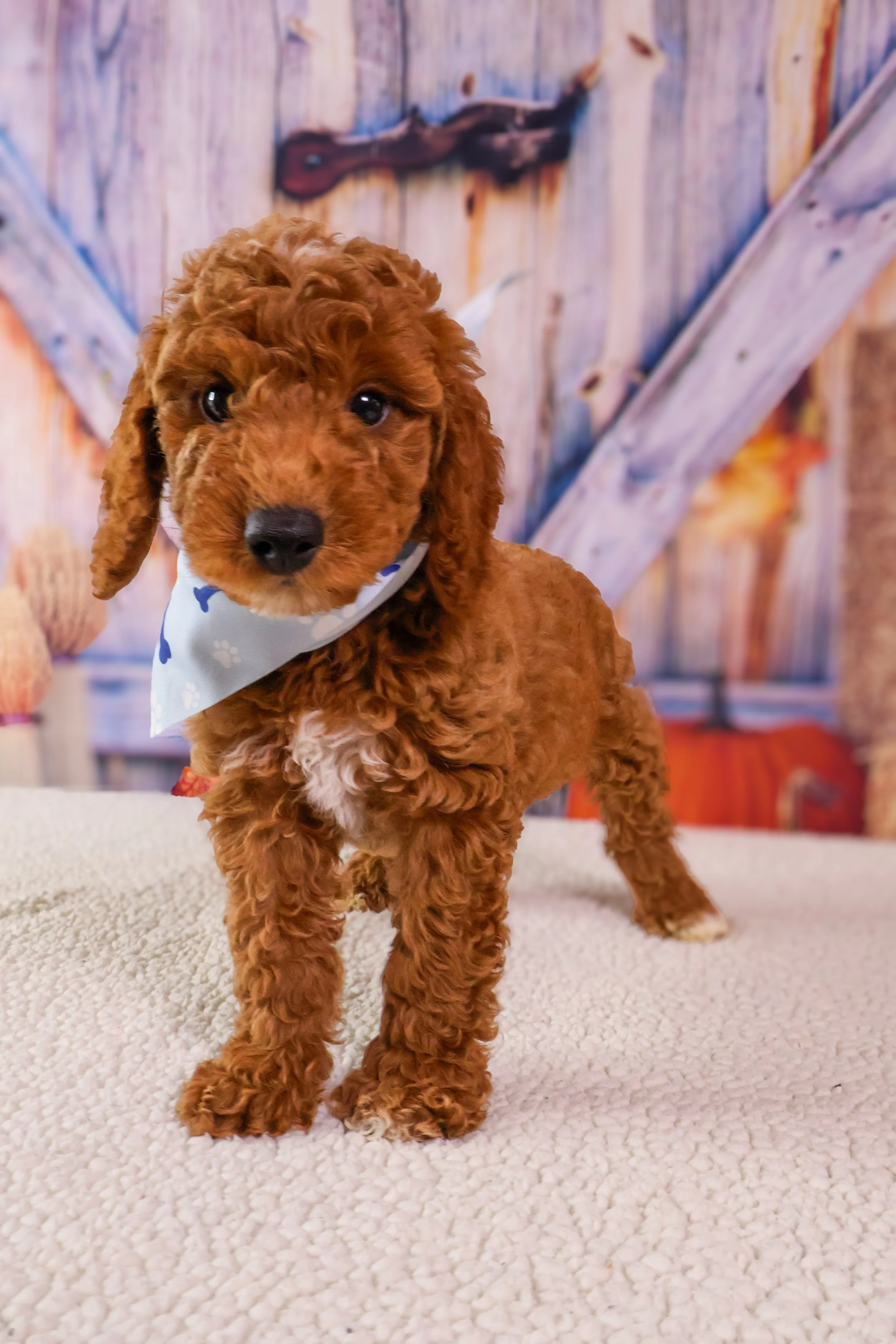 Chip  – F1B Mini Goldendoodle (Male)