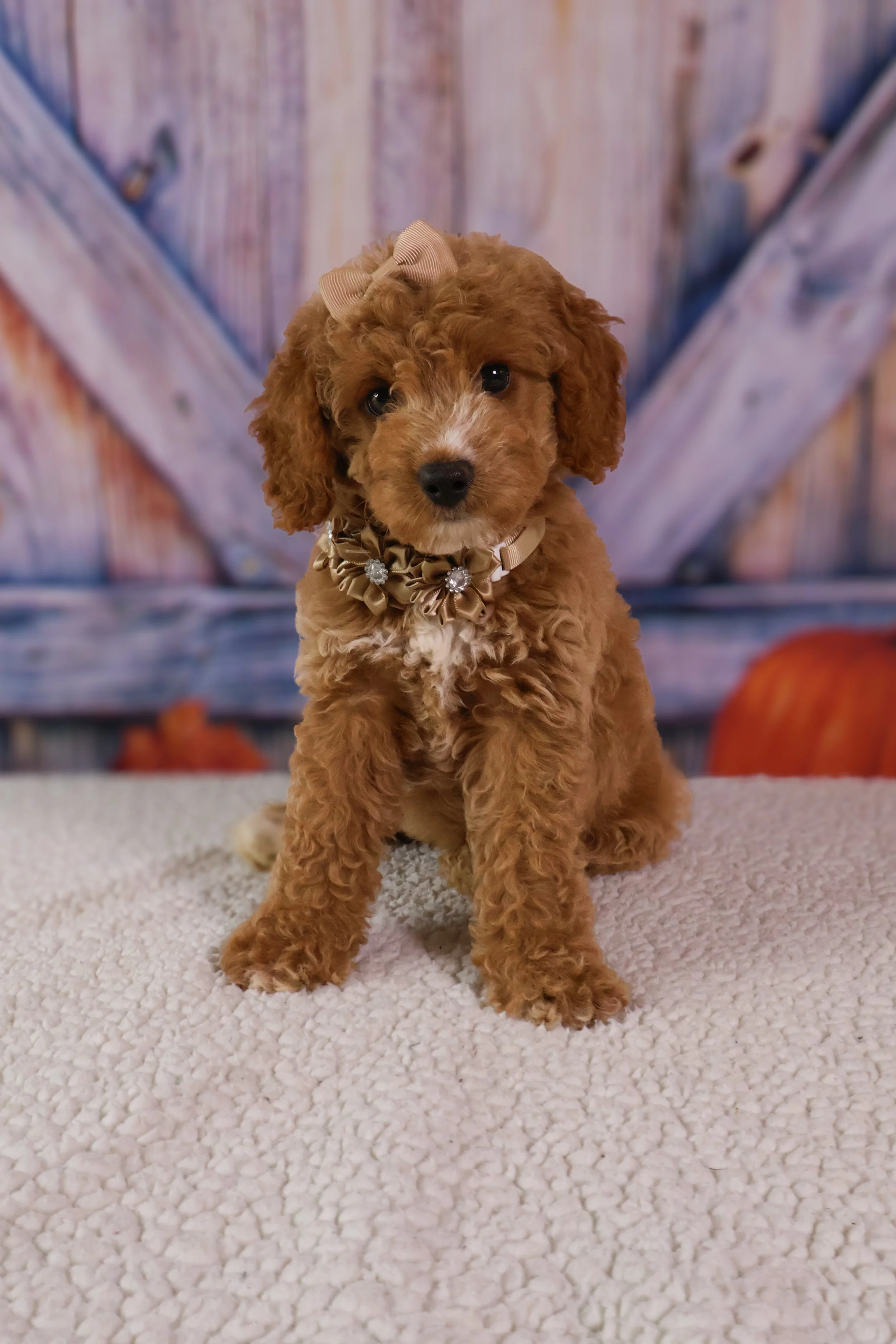 Alice – F1B Mini Goldendoodle (Female)