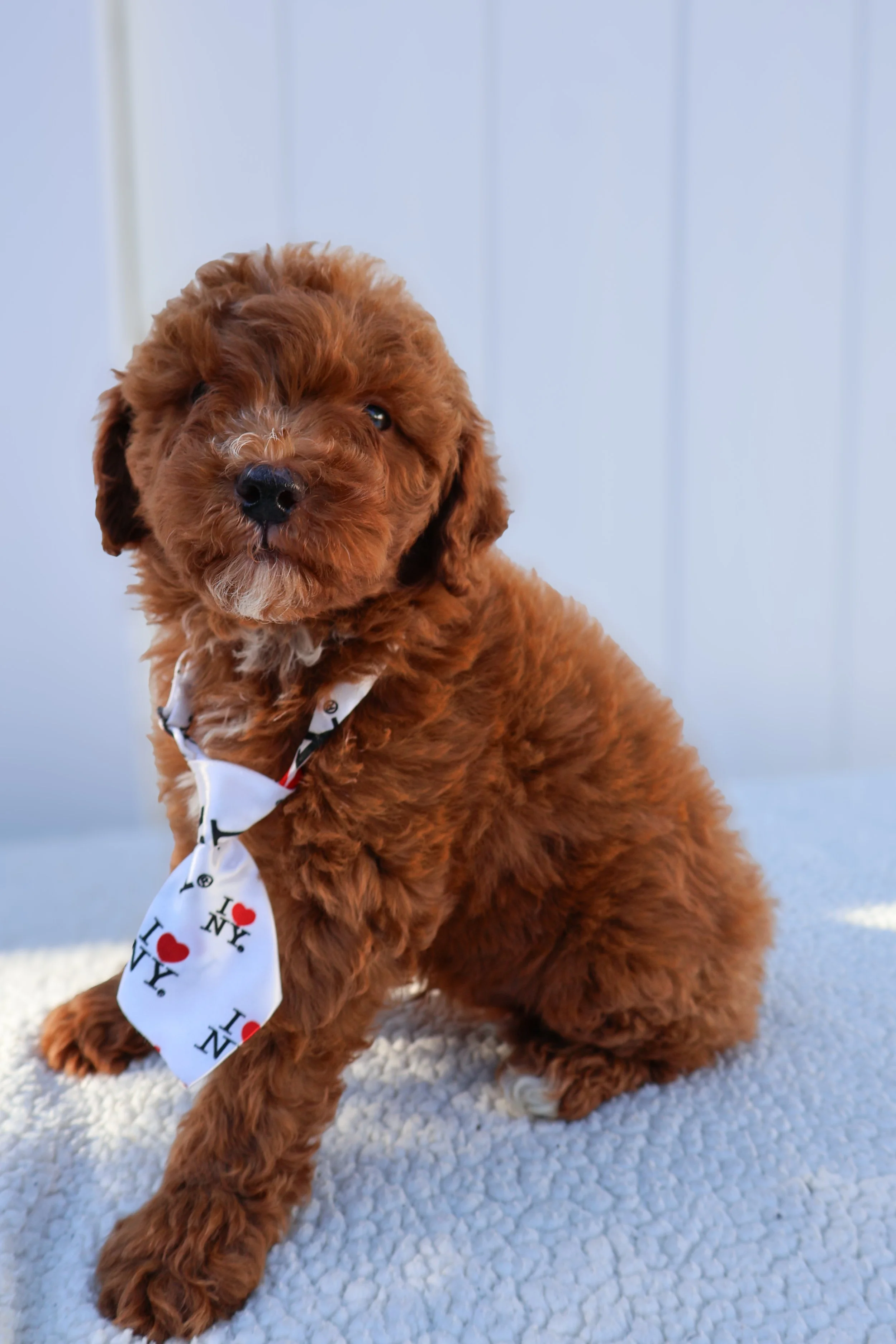 (M) Enzo F1BB Mini Cavapoo