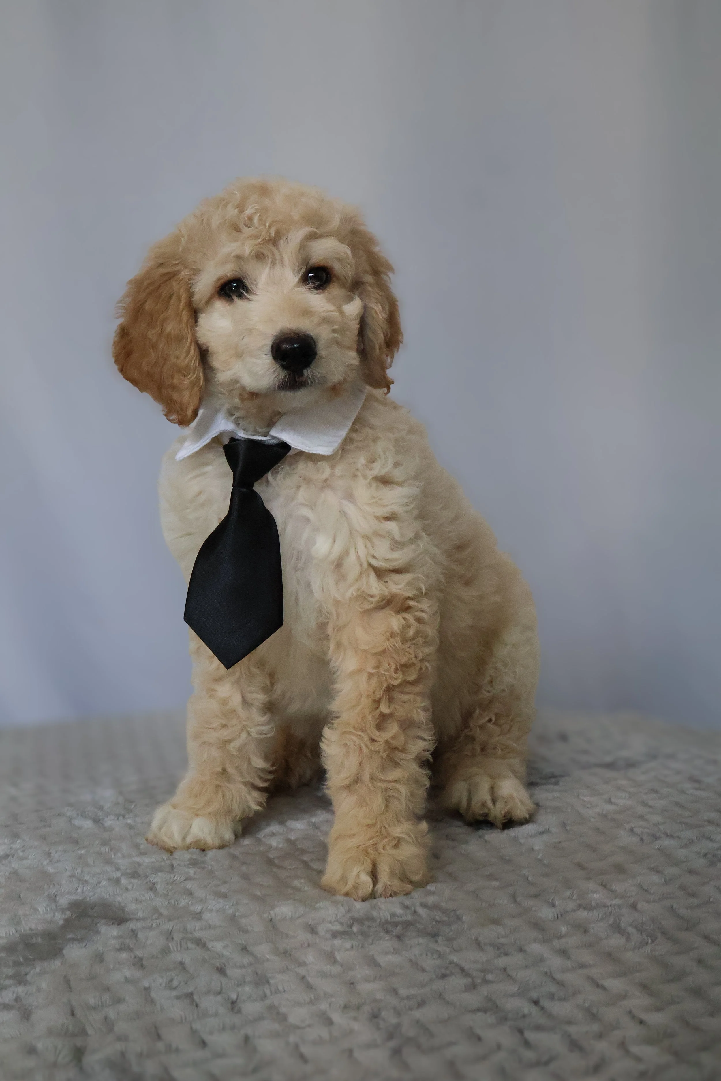 Oliver - Male F1B Standard Goldendoodle