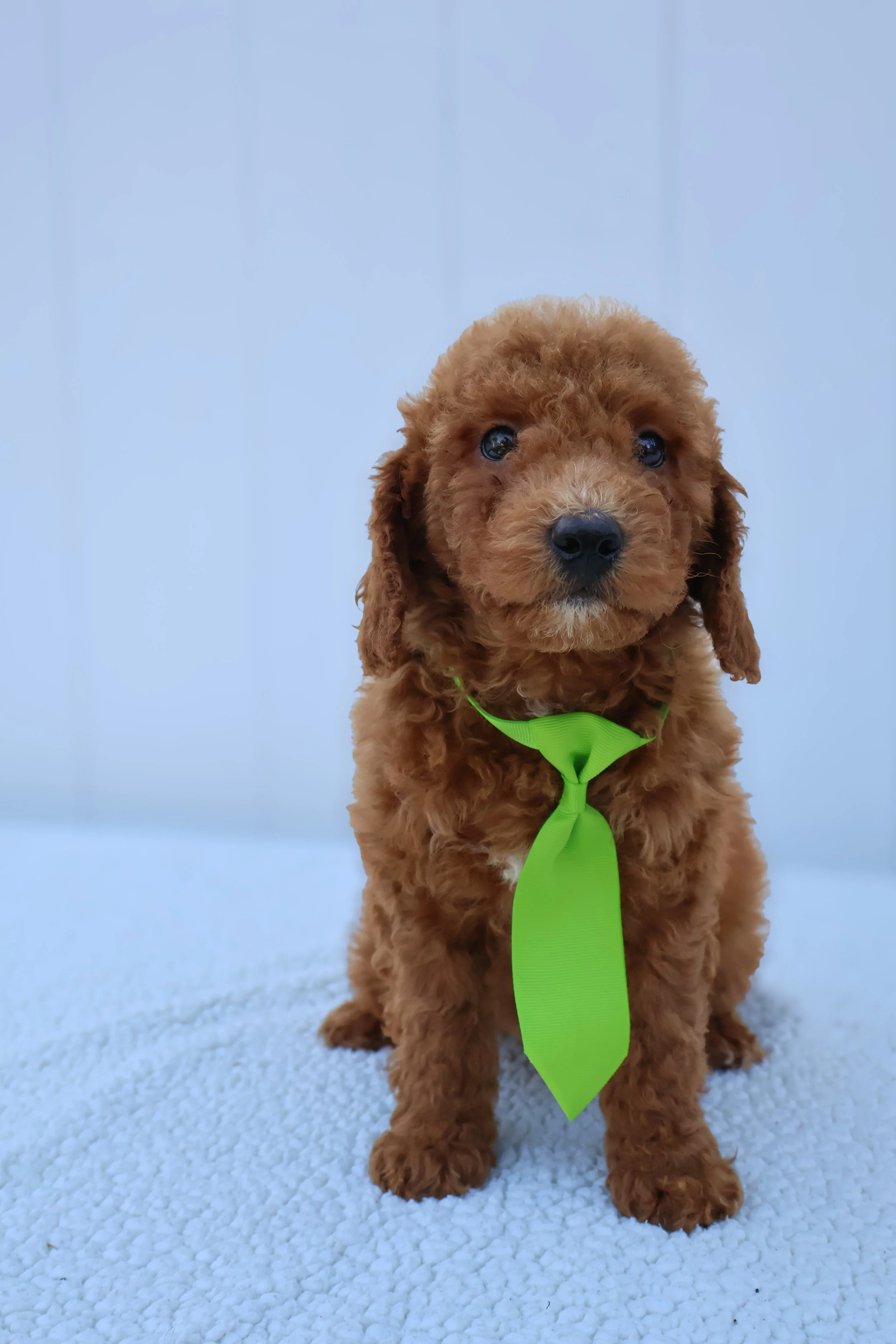 Atlas – Male F1B Mini Goldendoodle