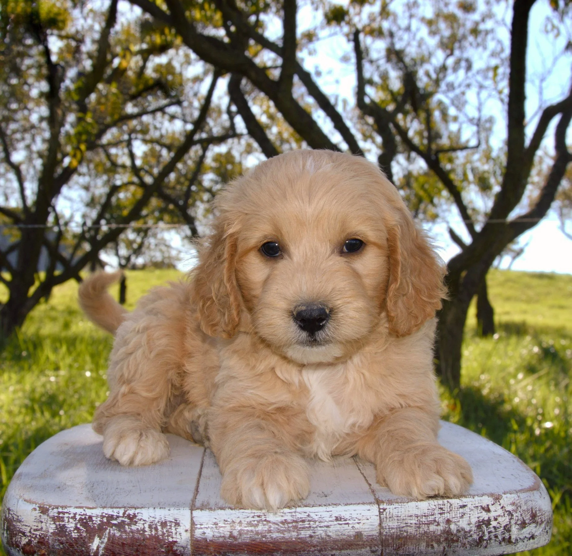Luca F1BB Standard Goldendoodle (M)