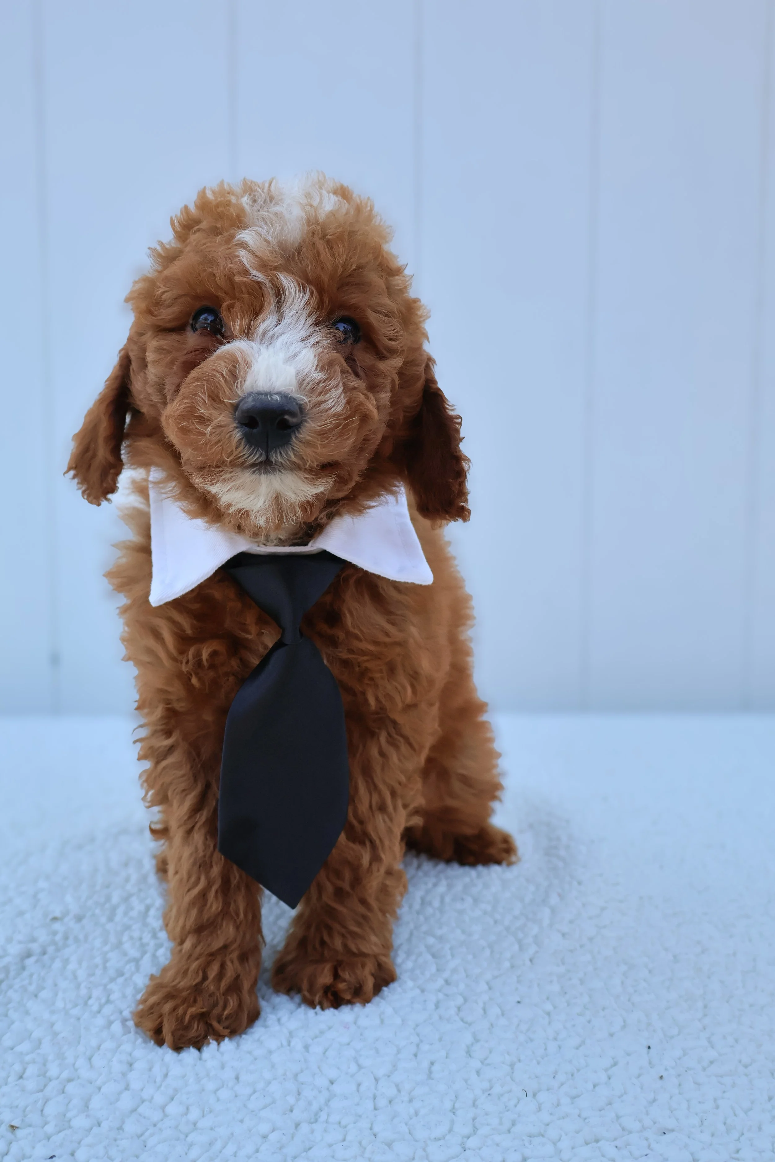 Falcon – Male F1B Mini Goldendoodle