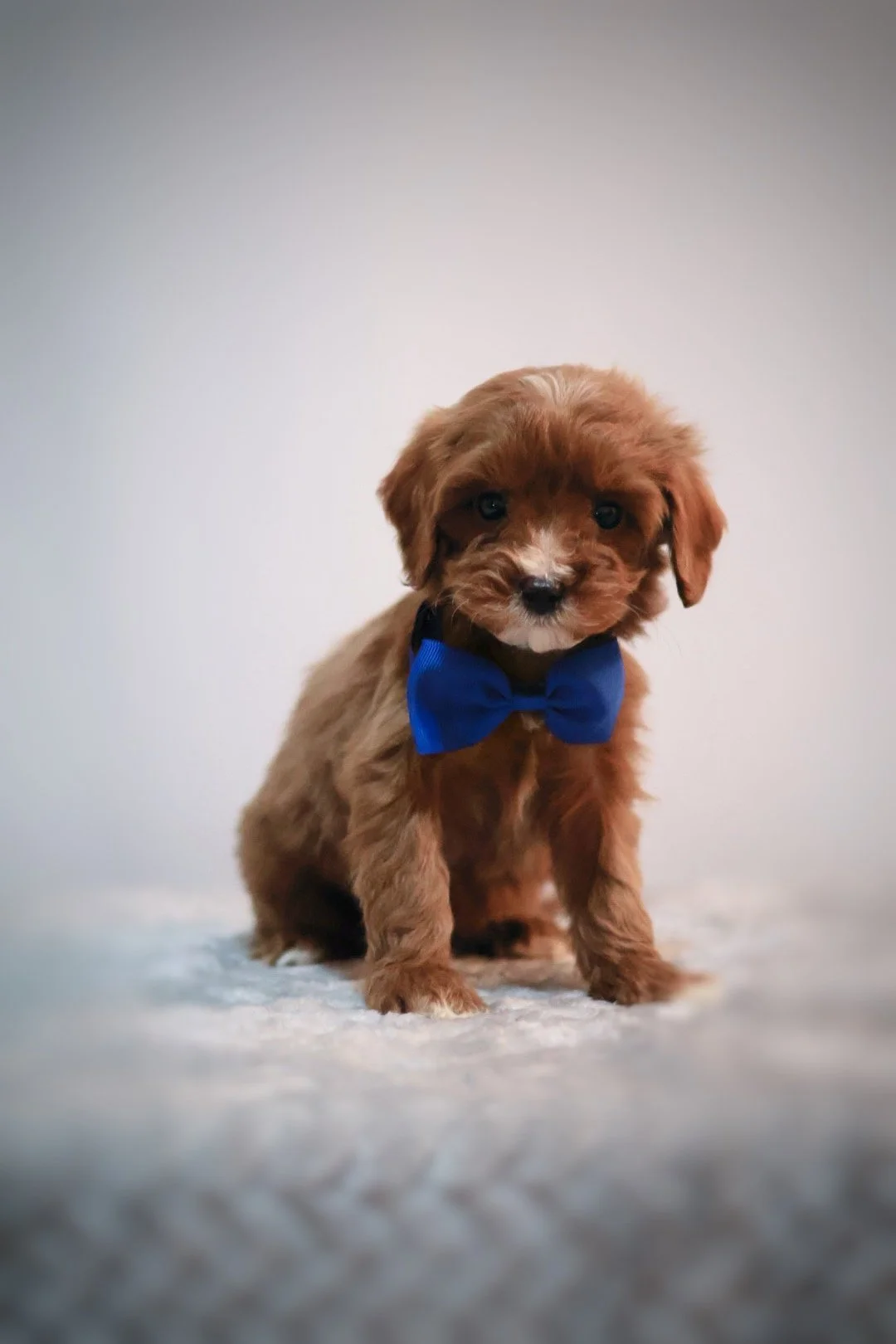 Cavapoo breeder Longwood Florida 32750