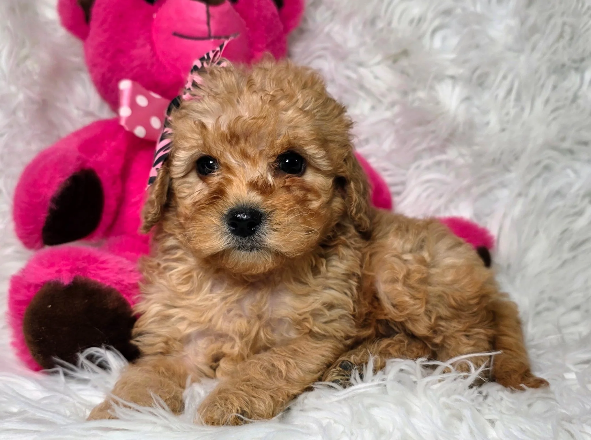 Mini Goldendoodle 32712