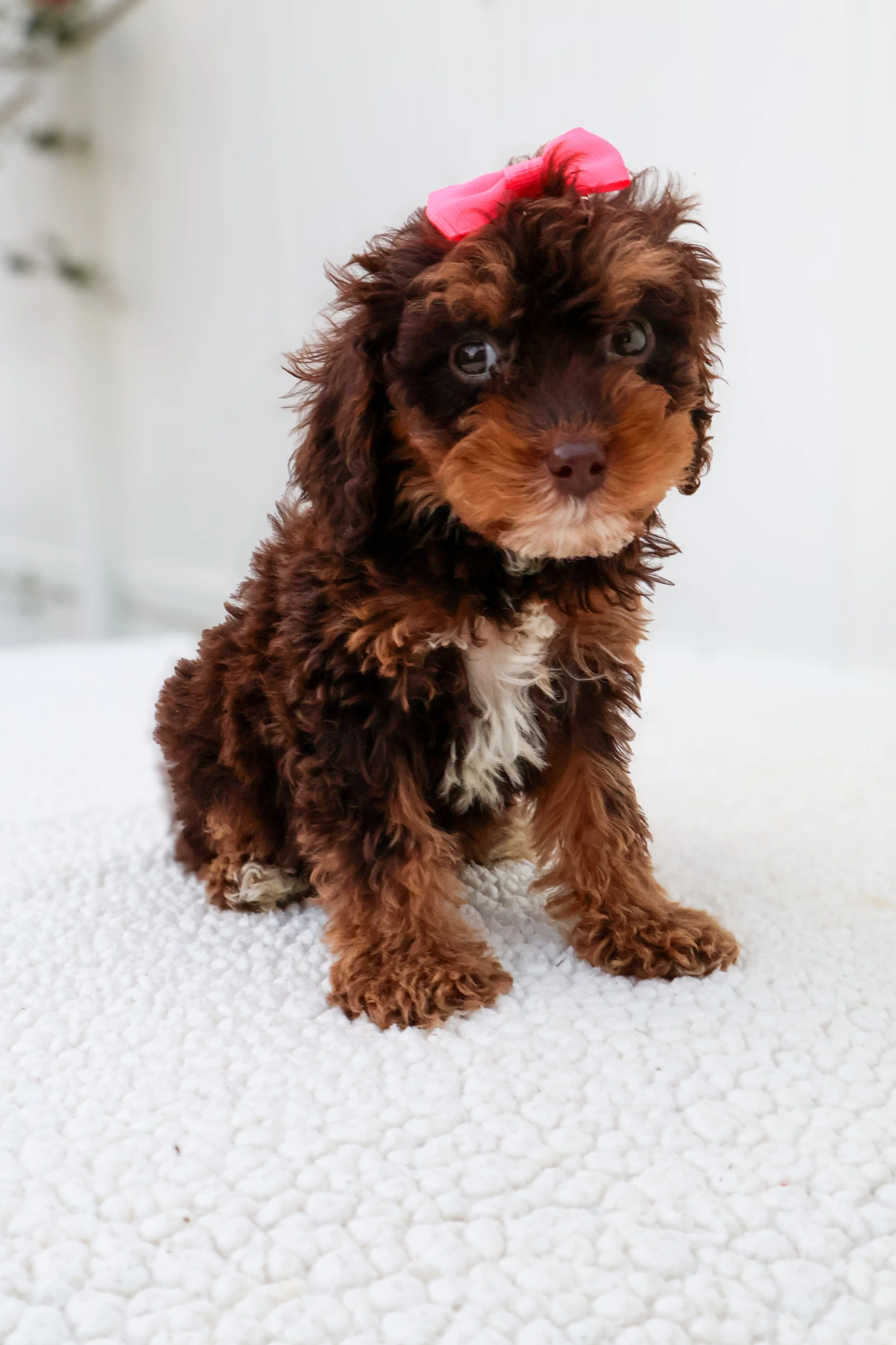 Hazel F1BB Mini Cavapoo (Female)