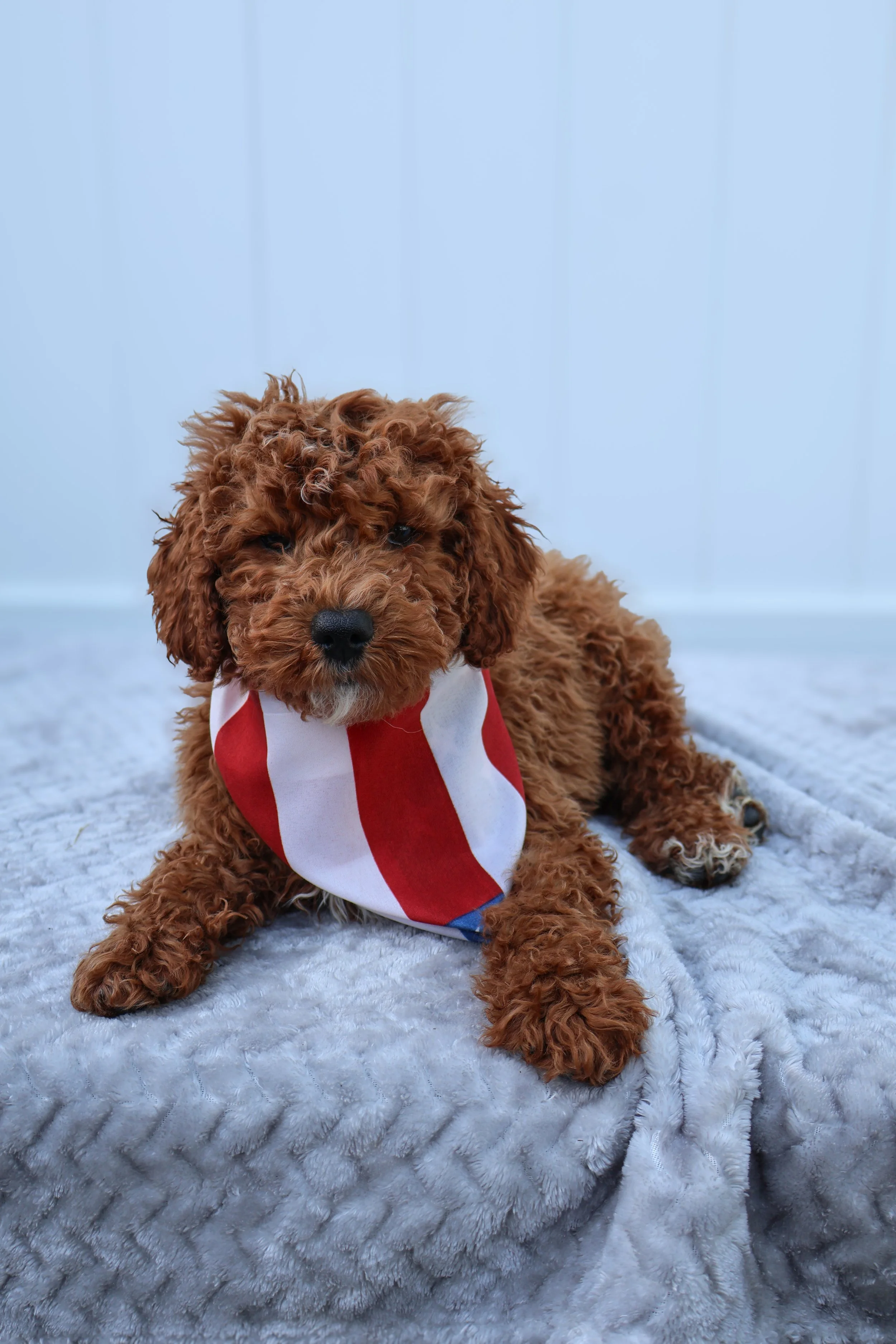 ☀️ Sunny – Male F1B Mini Goldendoodle