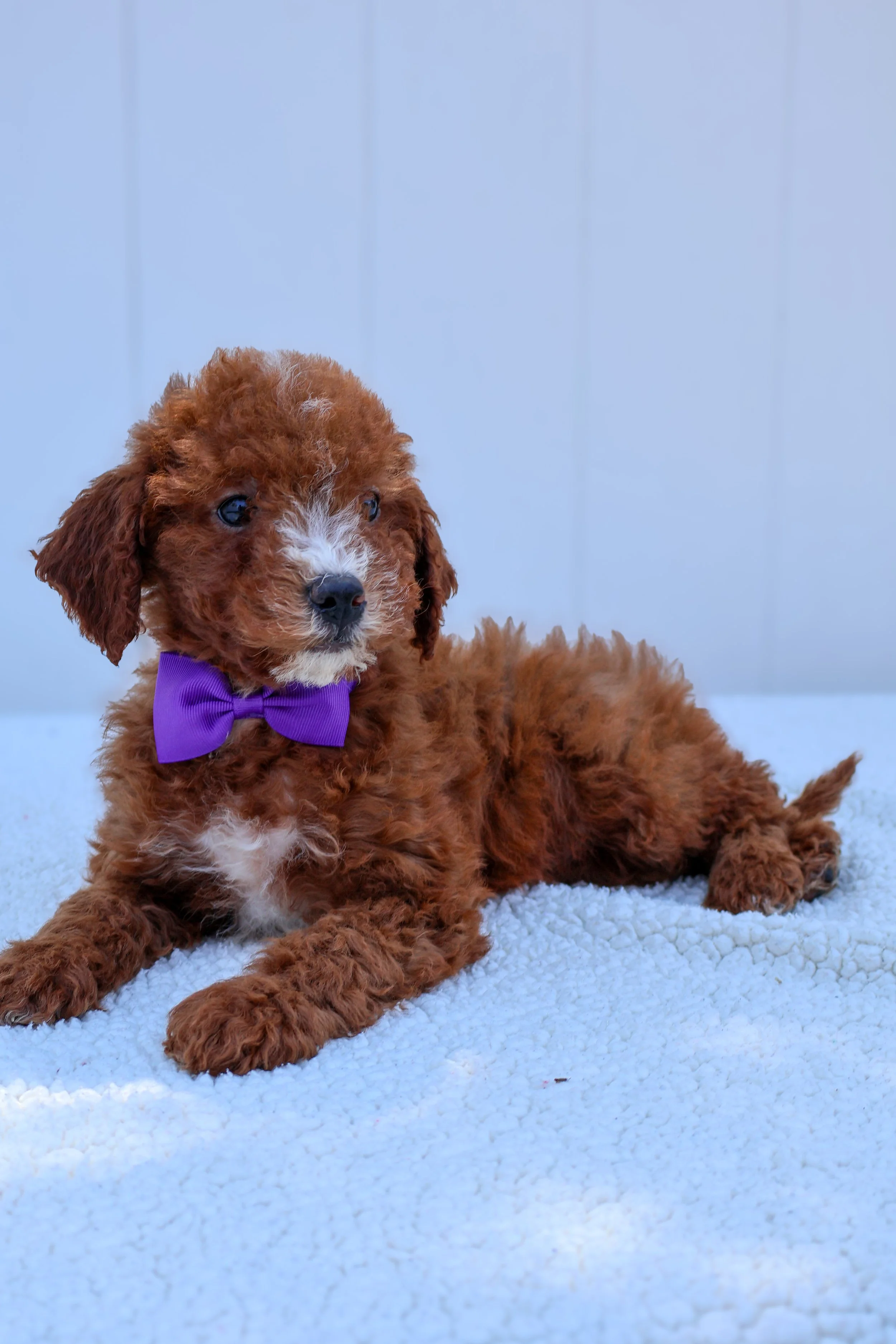 Prince – Male F1B Mini Goldendoodle