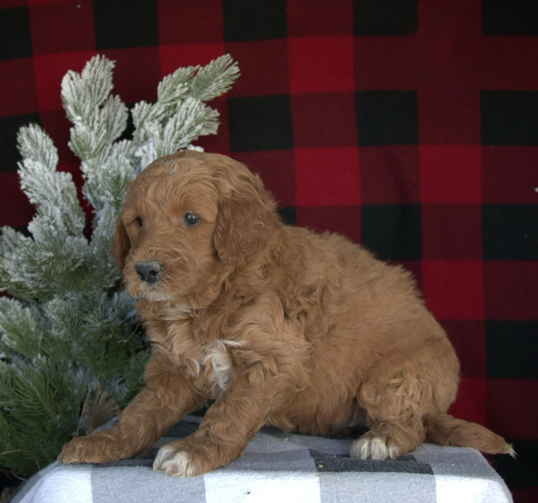Standard Goldendoodle Apopka Florida 32712