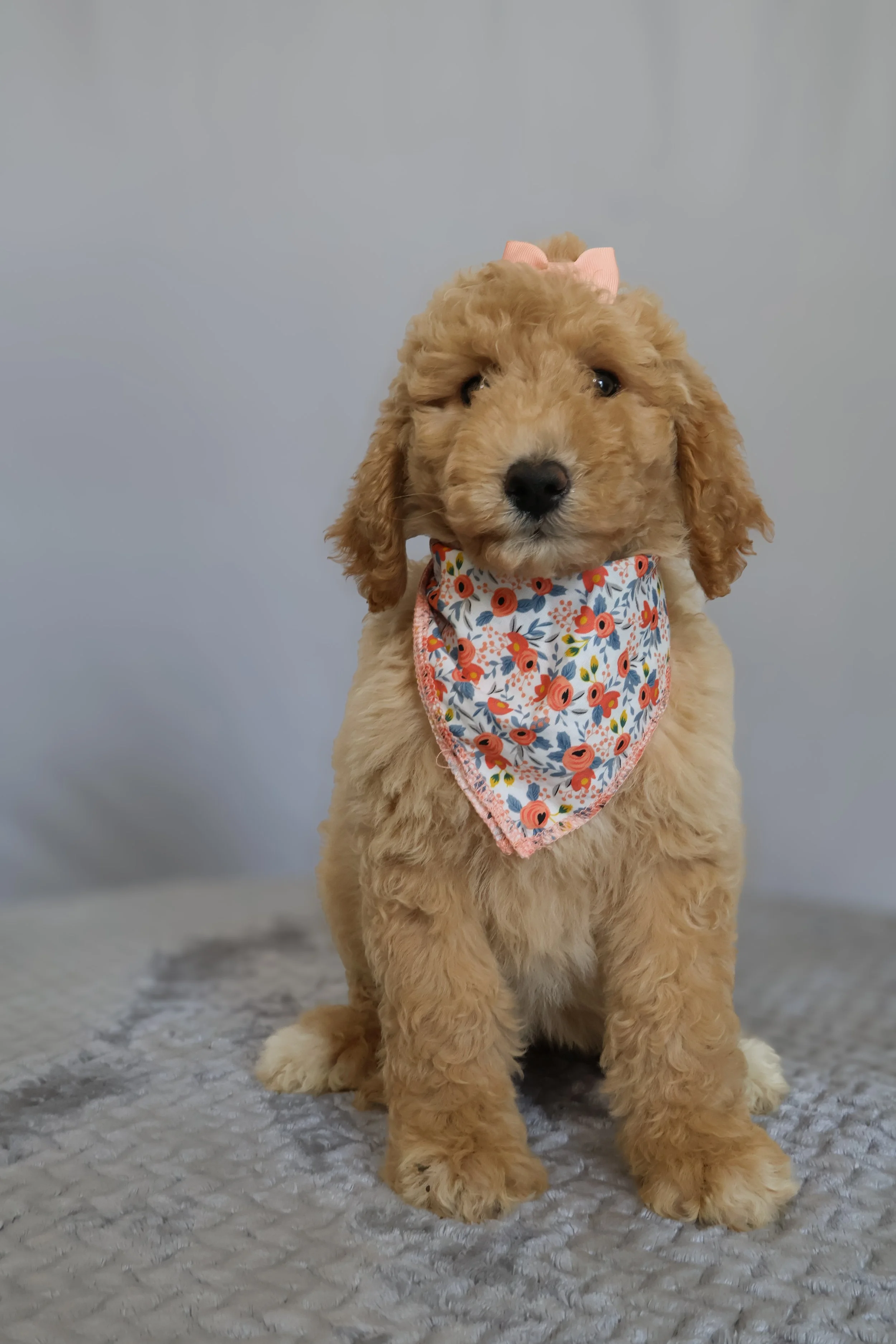 Lily - Female F1B Standard Goldendoodle